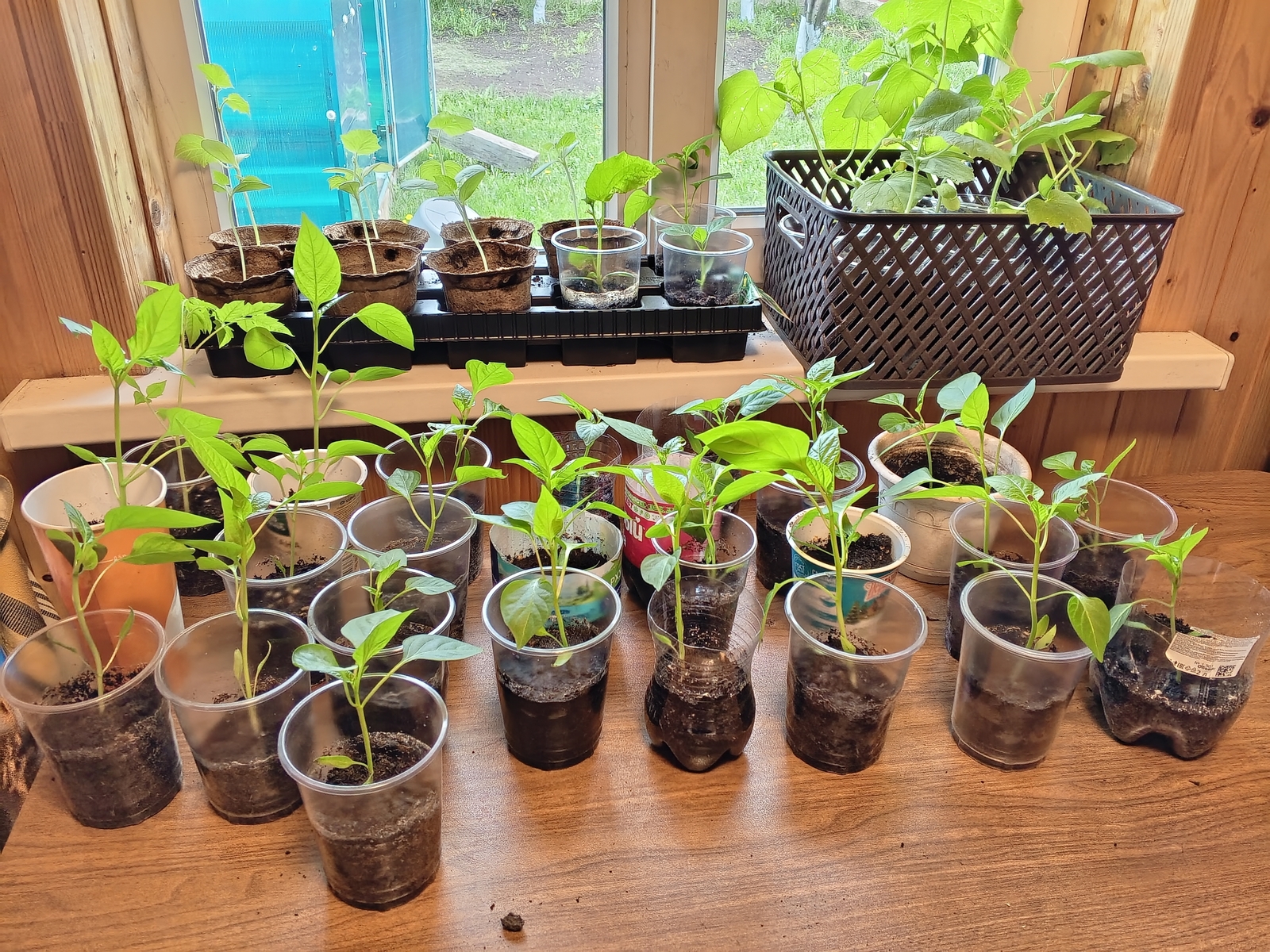 Сеем перец по Луне: самые удачные дни февраля и марта 2026 года