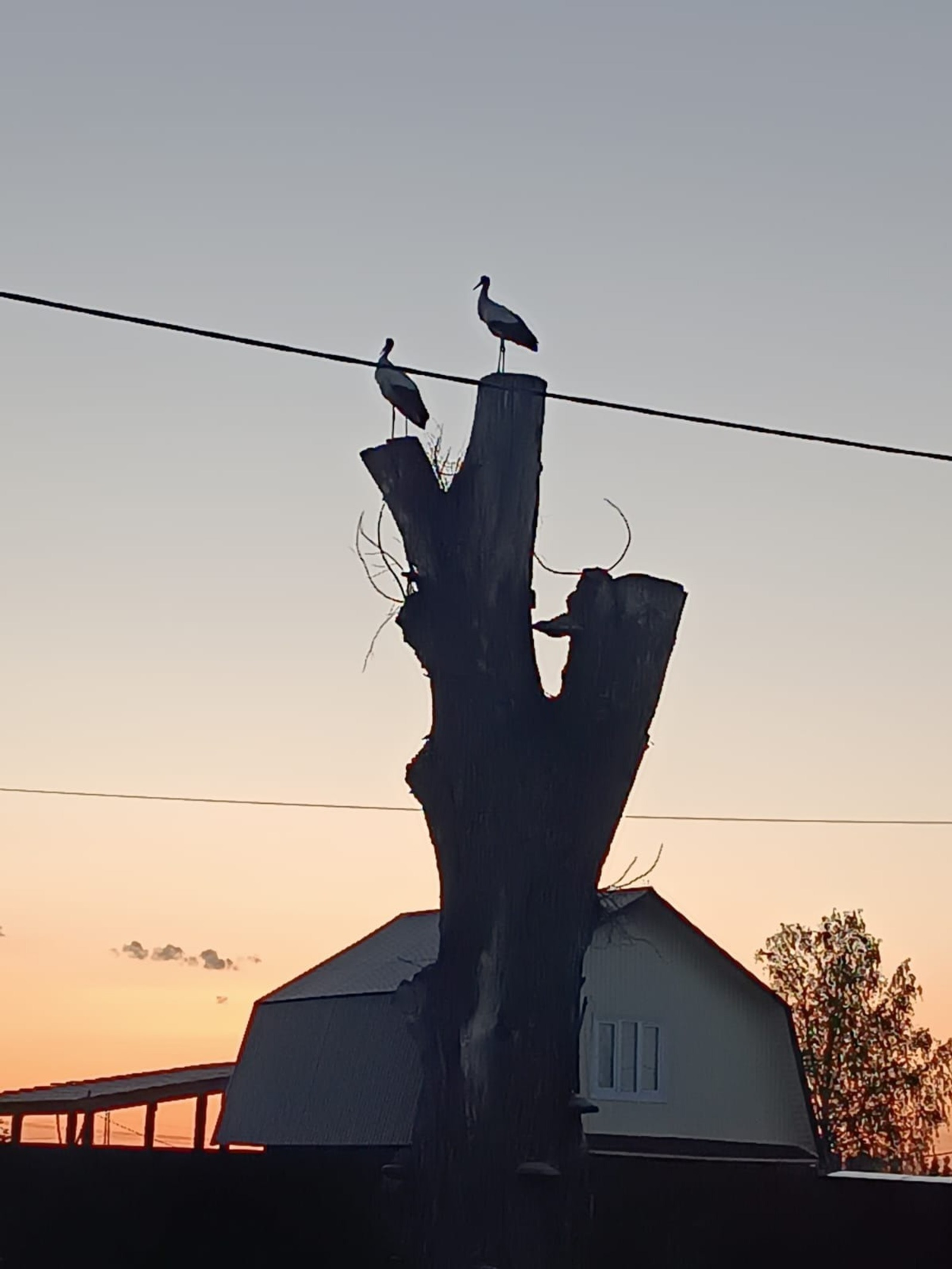 Весеннее чудо: в Башкирию прилетели аисты!