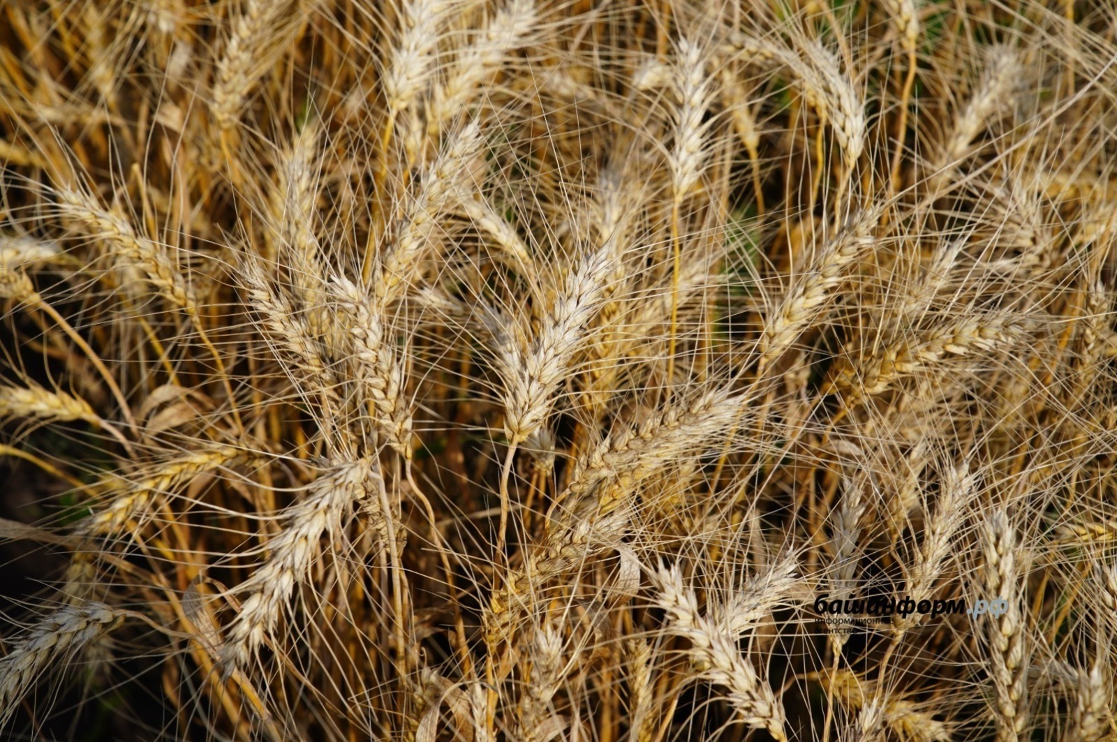 Урожай зерновых из Башкирии пользуется спросом: закупки растут
