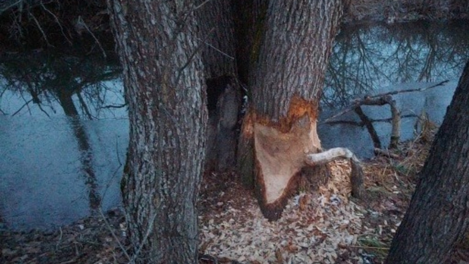 Бобры в Башкирии готовятся к зиме