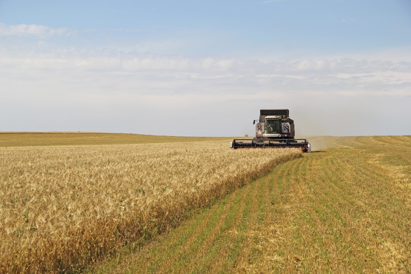 Урожай масличных культур в Башкирии в 2025 году вырос на 56%