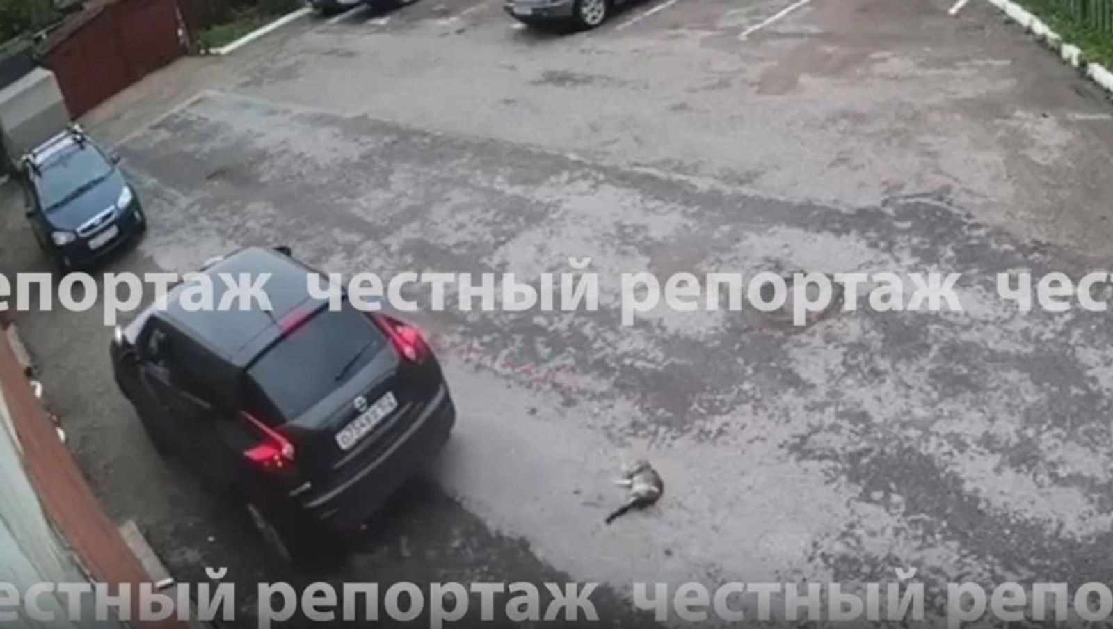 Шокирующий случай в Уфе: автоледи два раза переехала кошку