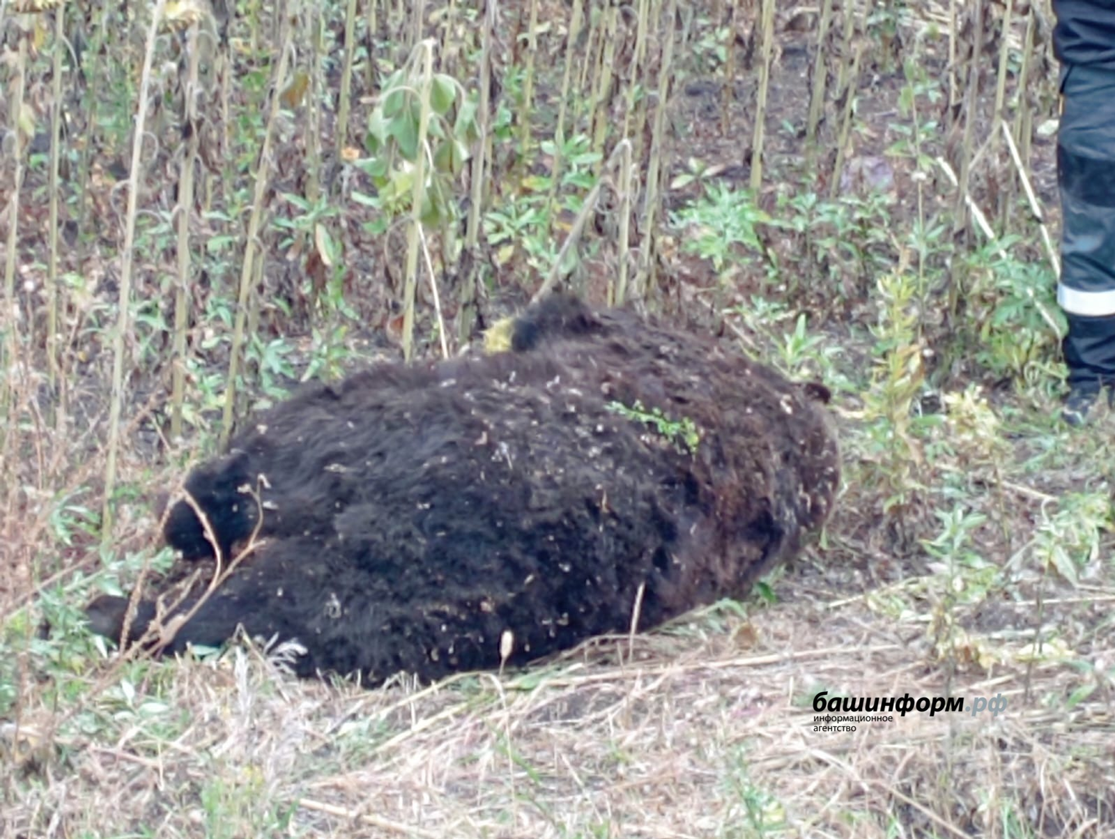 В Башкирии на трассе насмерть сбили медведя