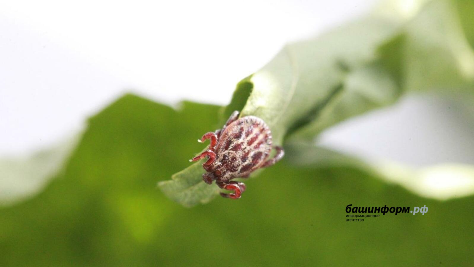Клещи атакуют несмотря на дожди: в Башкирии жертвами стали почти 8 тысяч человек