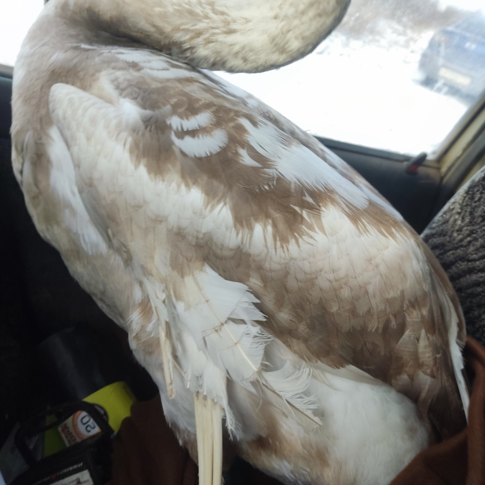 Необычный гость на взлётной полосе в Уфе