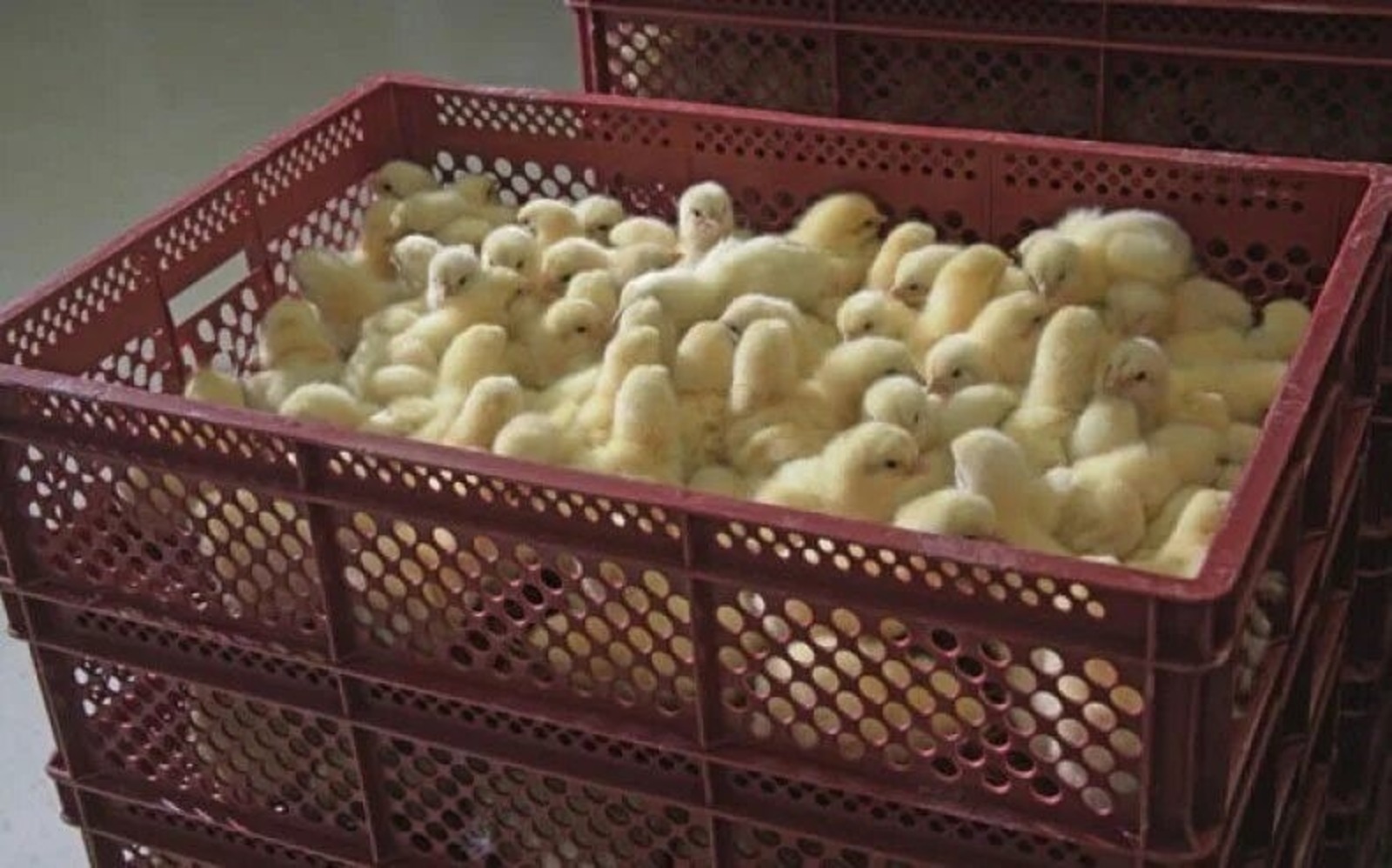 Цыплят из Башкирии будут считать в Беларуси и Казахстане