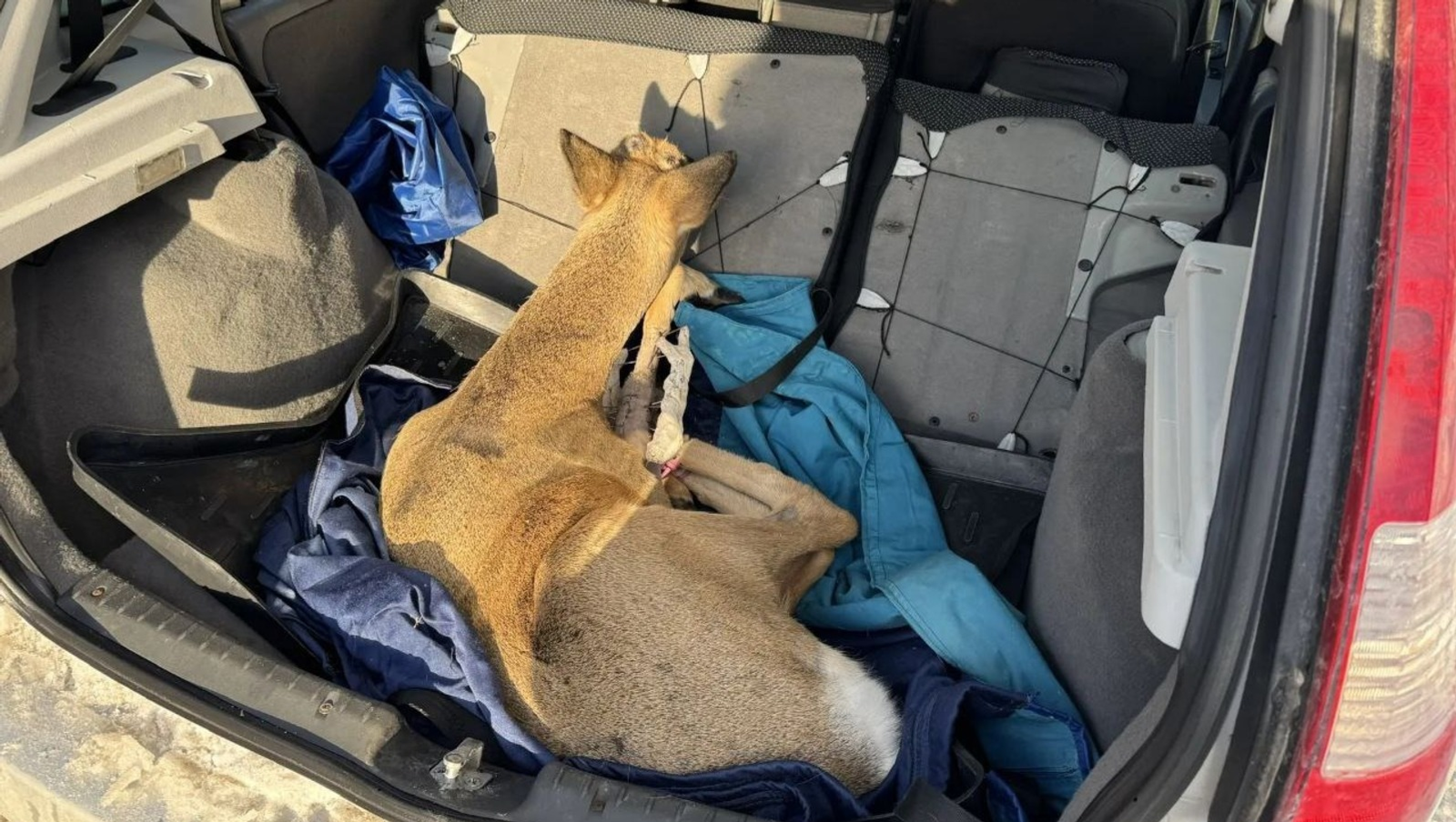 В Башкирии спасли косулю