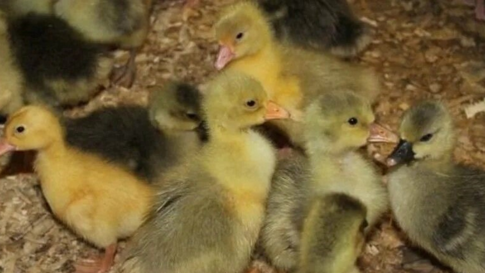 Башкирия увеличила экспорт молодняка птицы благодаря ранней весне