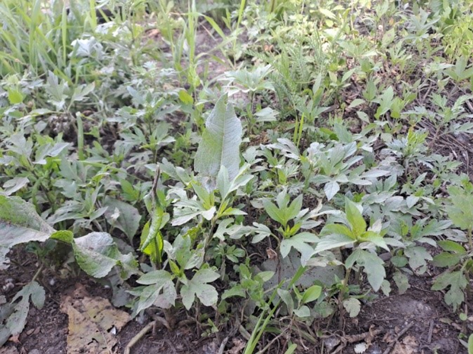 В Башкирии ввели карантин по амброзии на отдельно взятой территории