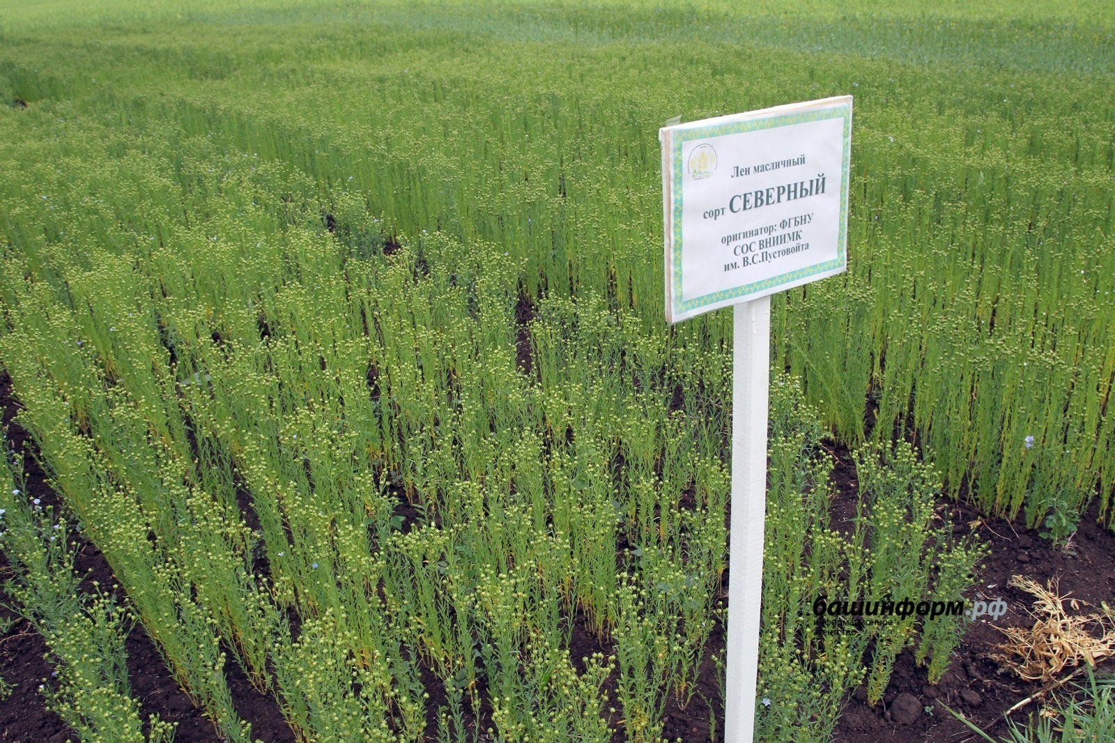 Башкирский лён отправился в Латвию