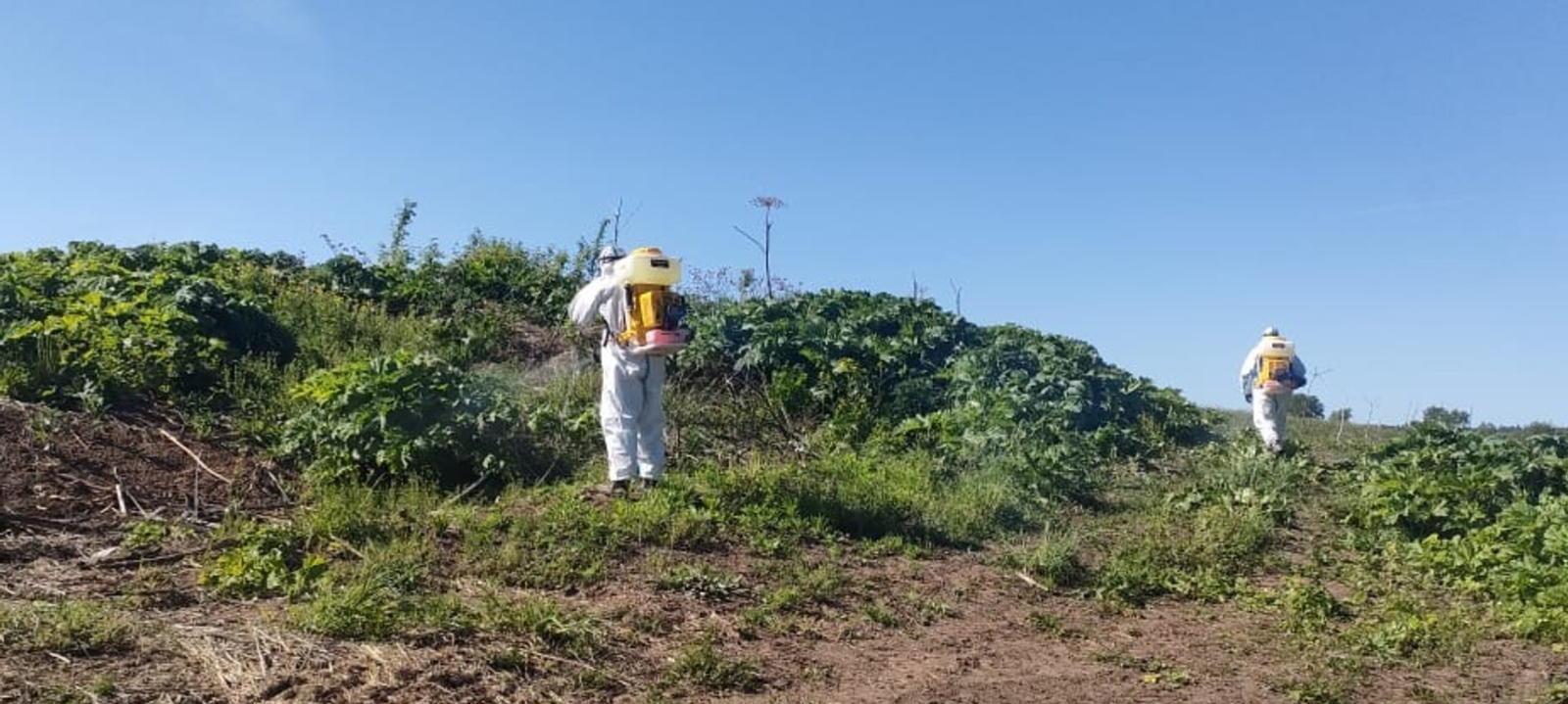 В Башкирии идет борьба с борщевиком Сосновского