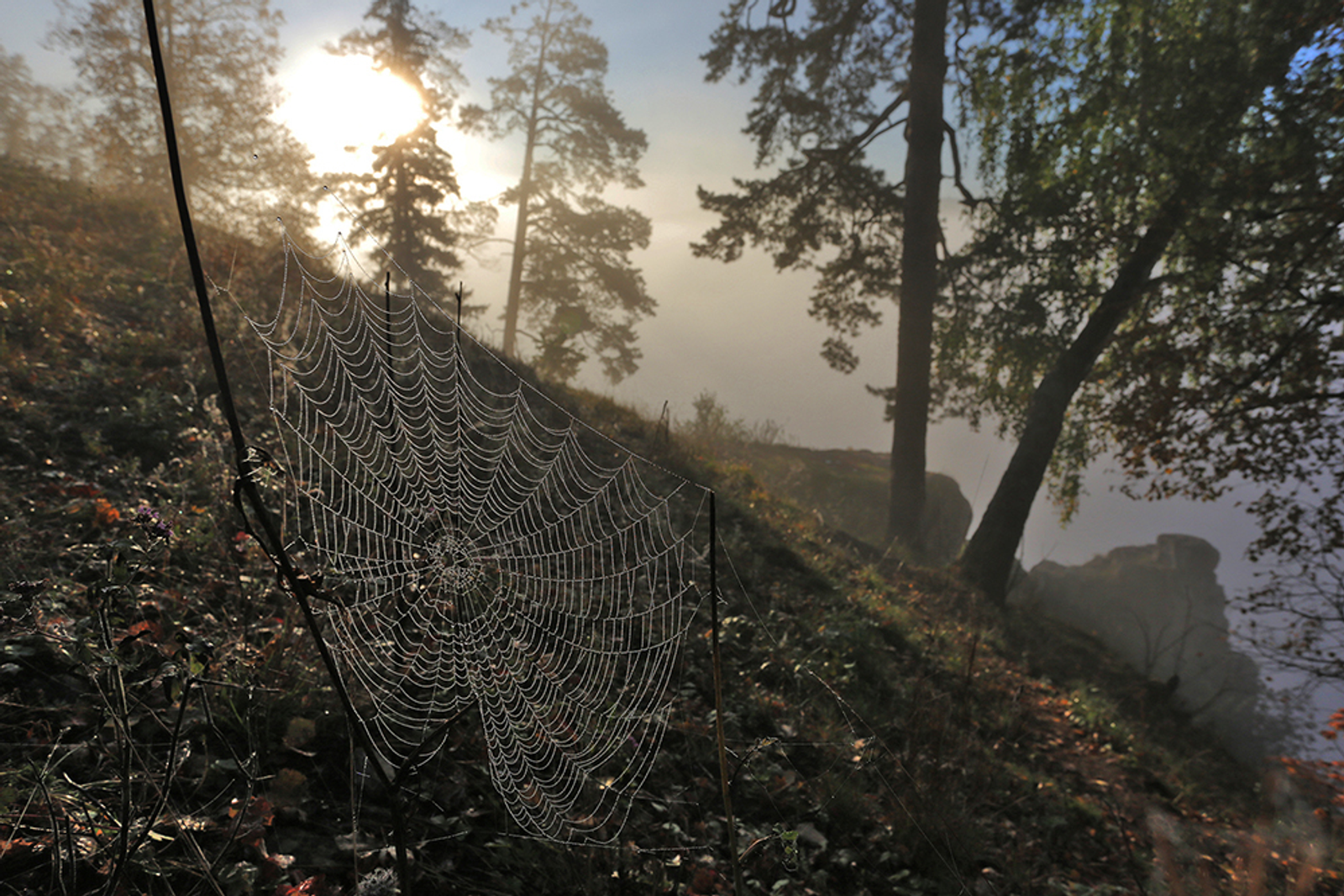 В лесах Башкирии сохраняется опасность от клещей