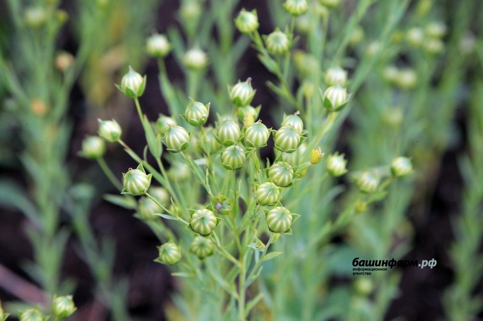 Башкирия укрепляет позиции на мировом рынке семян