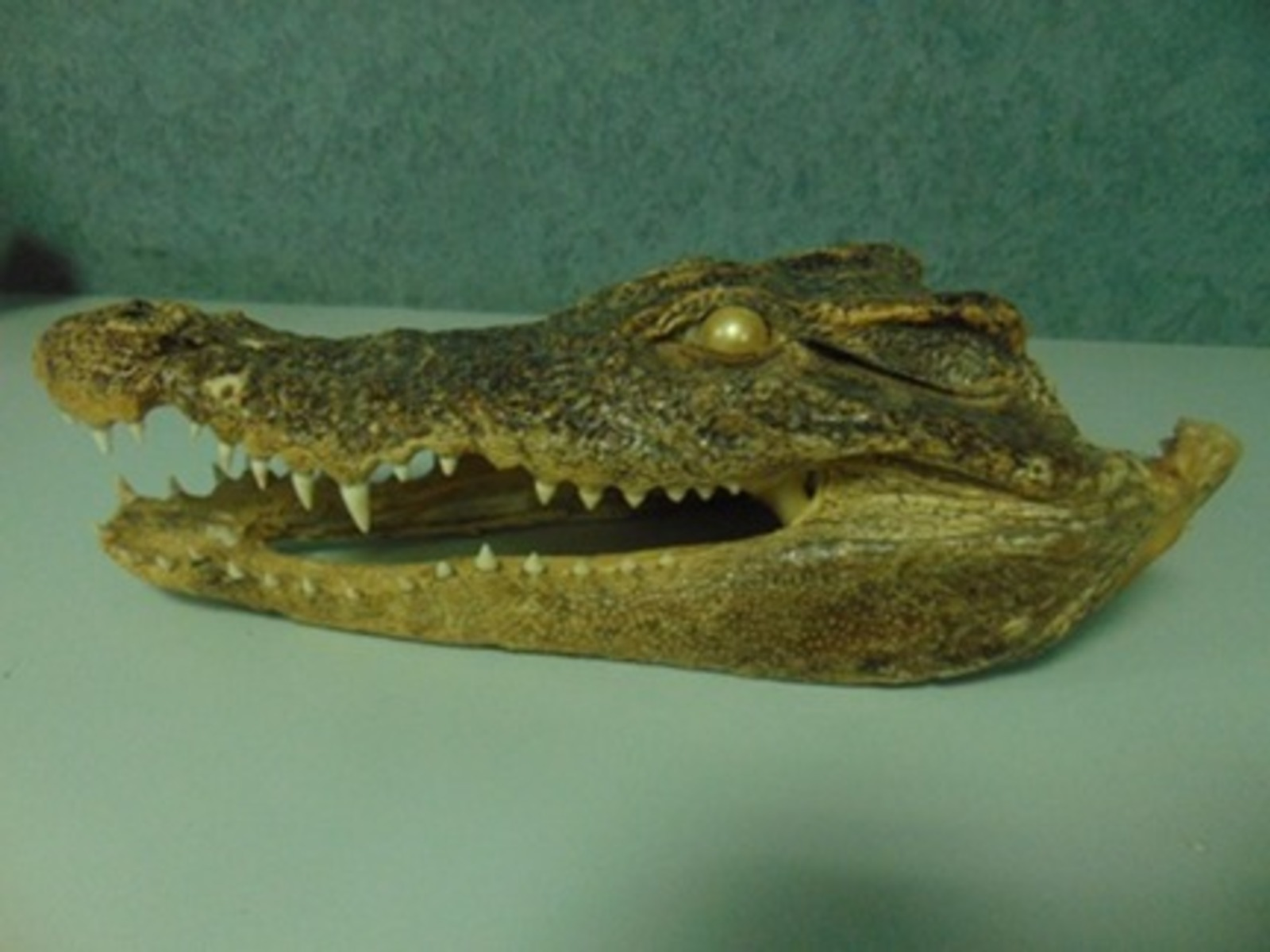 Экзотический груз нашли таможенники в Башкирии