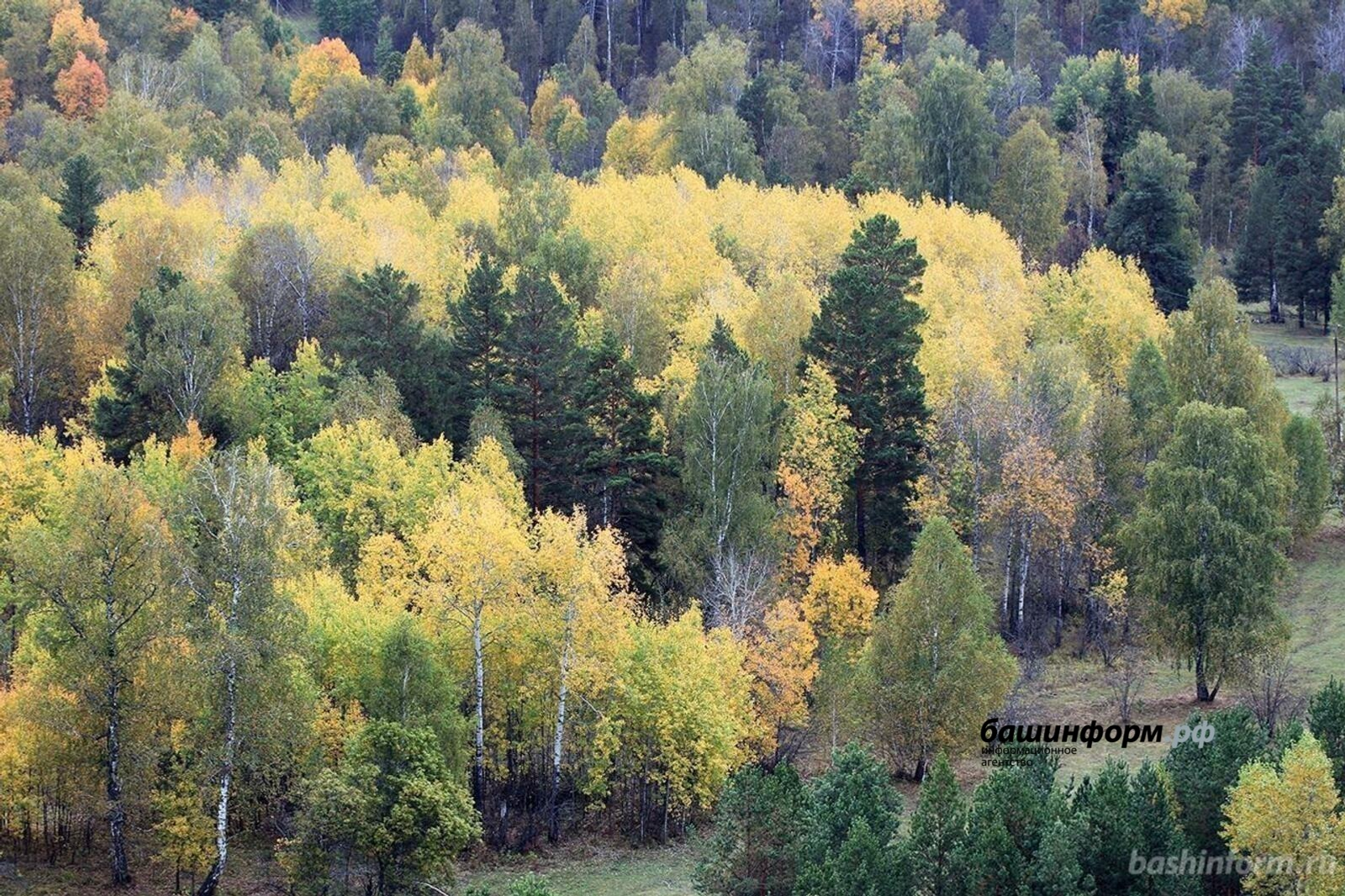 В лесах Башкирии заблудились трое мужчин