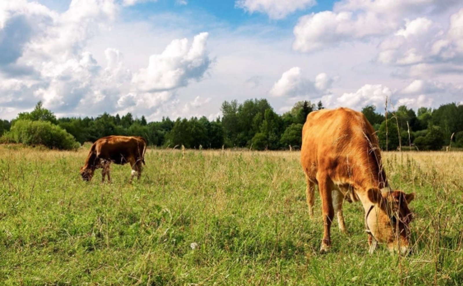 Фермеры Башкирии смогут иметь в 40 раз больше земли