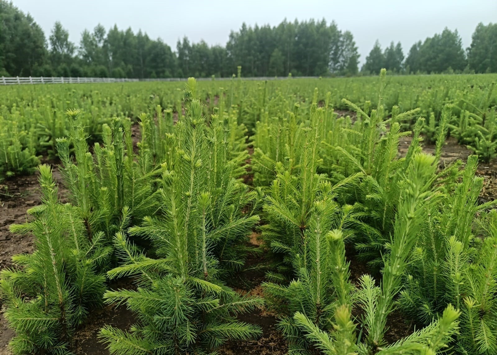 Башкирские лесоводы вырастили миллионы молодых елей и сосен