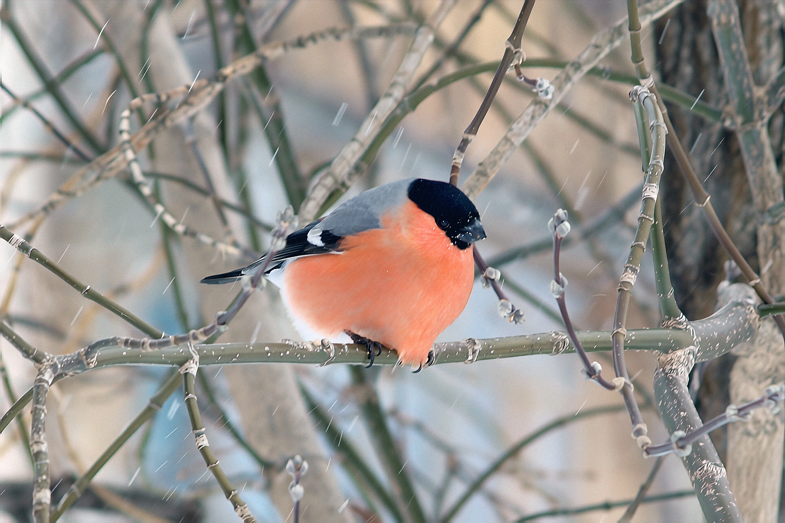 Синоптики сообщили, когда в Башкирии ляжет снег