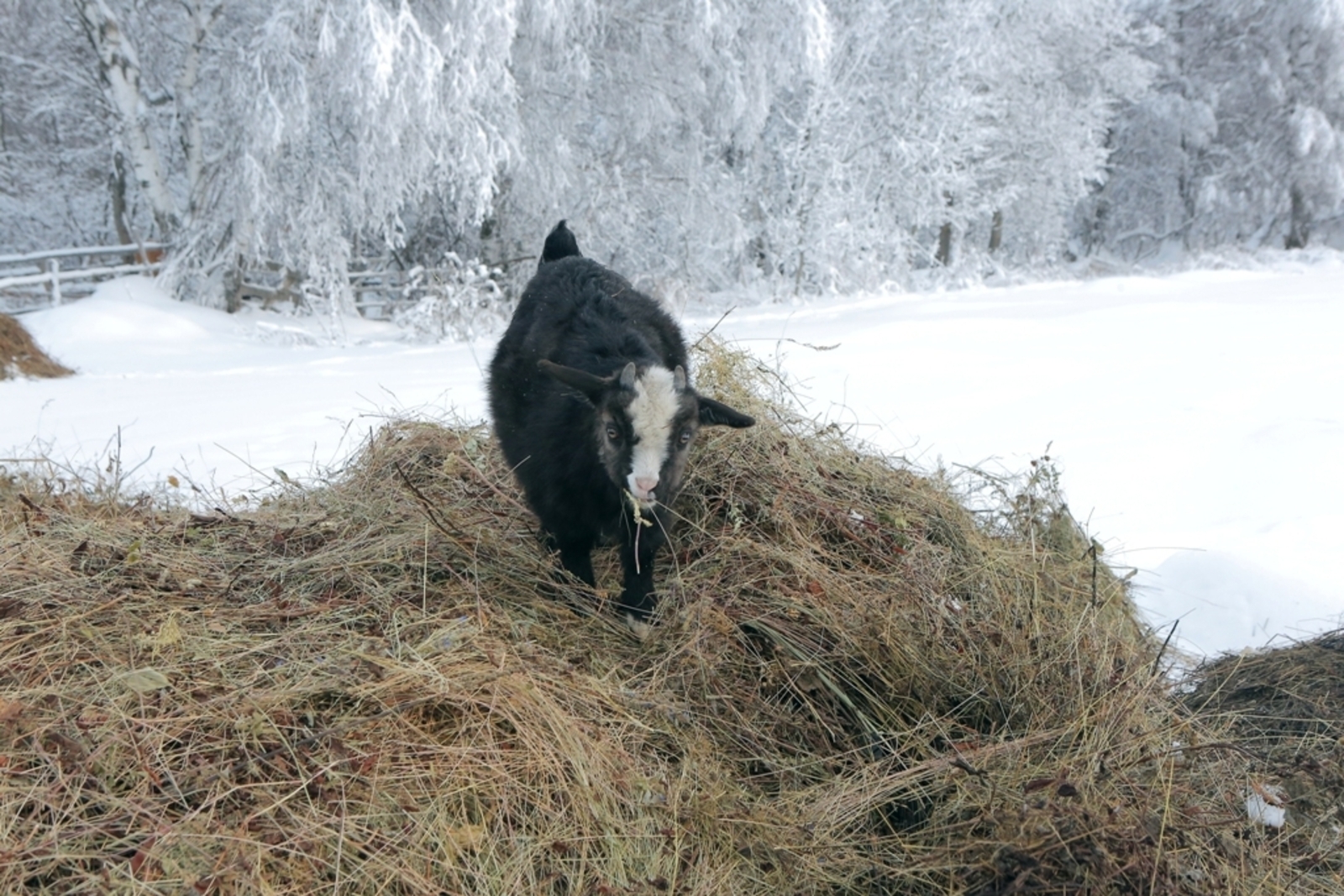 Озеро смерти в Башкирии: под лёд ушла целая отара