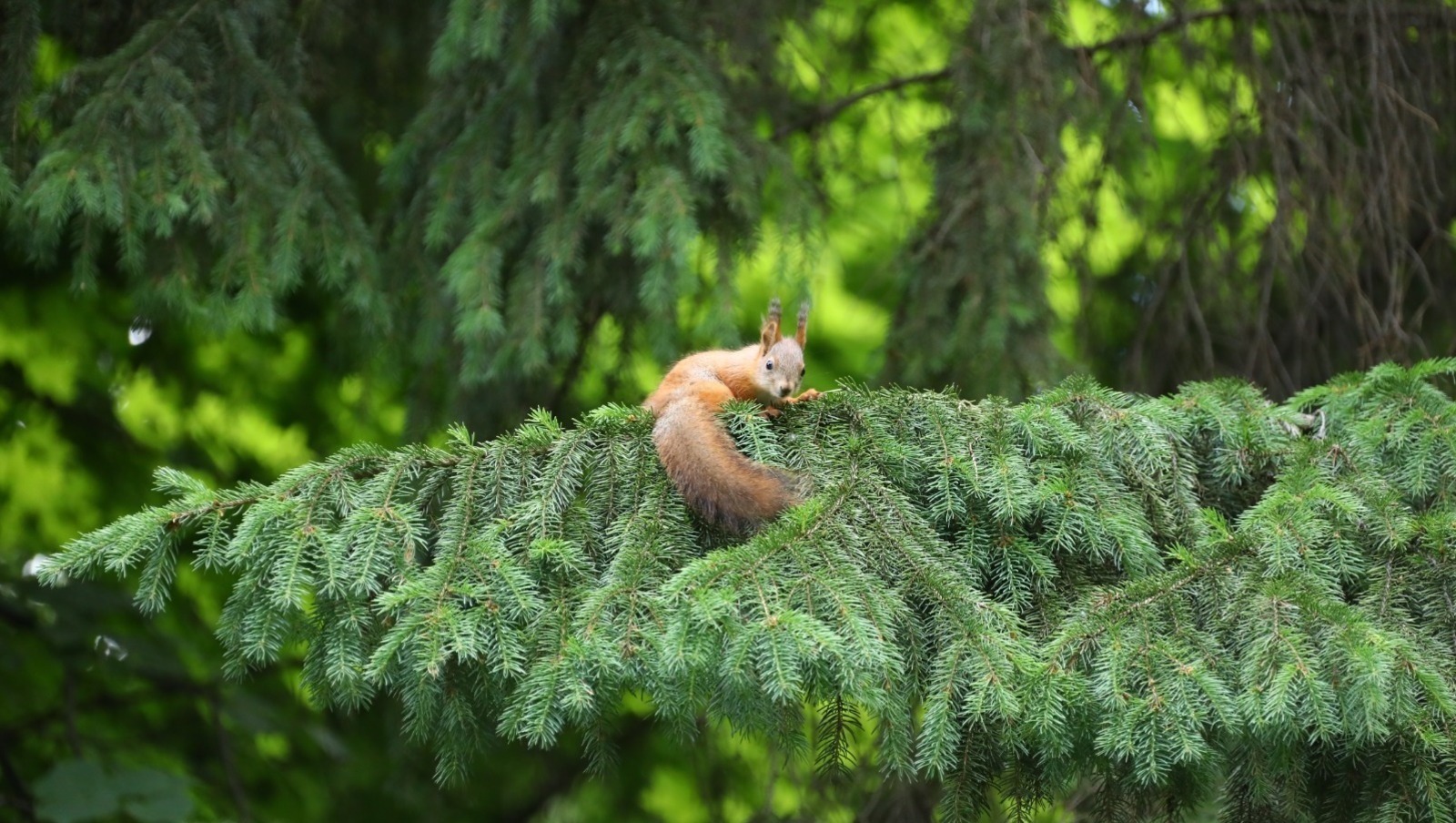 Леса Башкирии растут с опережением плана