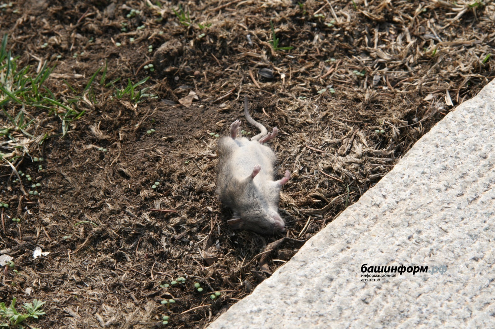 Мышиная лихорадка наступает: в Башкирии резкий рост и новые жертвы