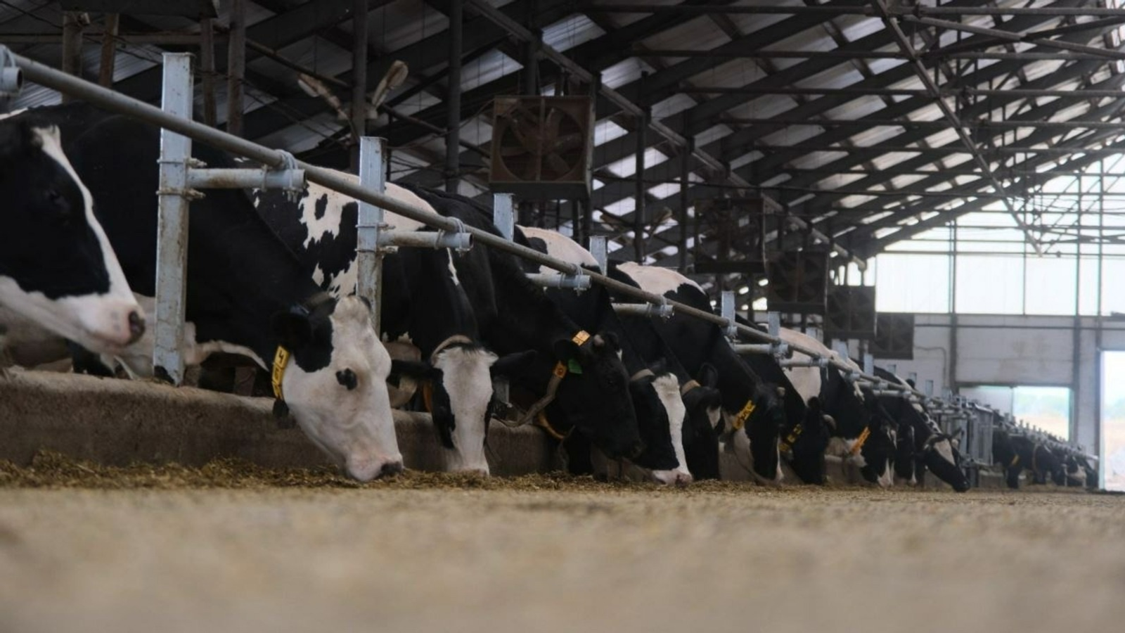 Объем производства продукции АПК Башкирии превысил прошлогодние показатели