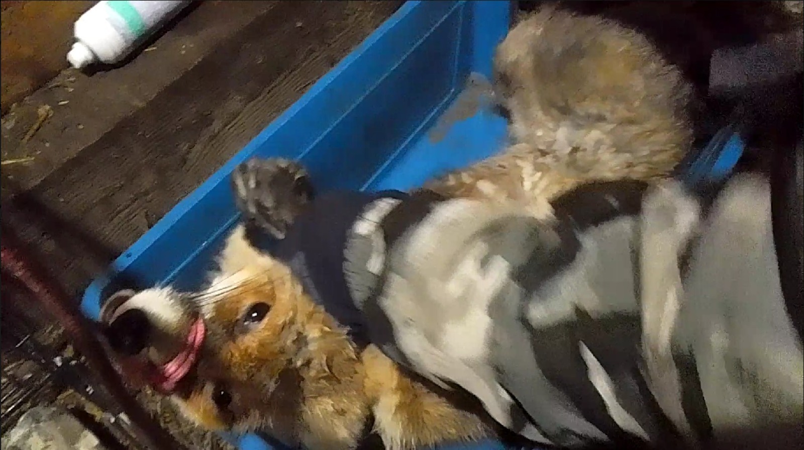 Бешенство подтвердилось: в Уфе дикая лиса напала на сторожа кафе и его собаку