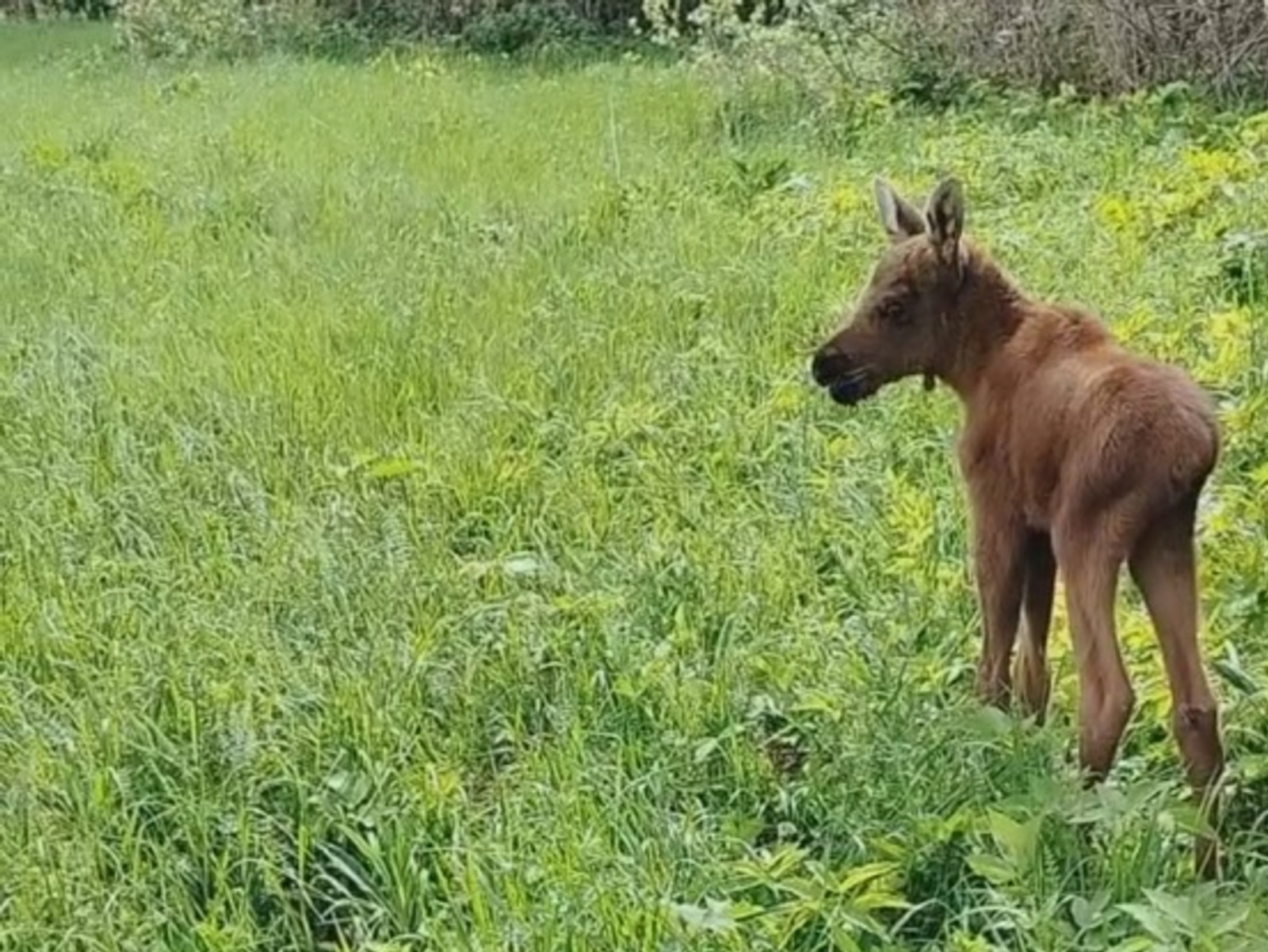 В Башкирии нашли одинокого лосёнка
