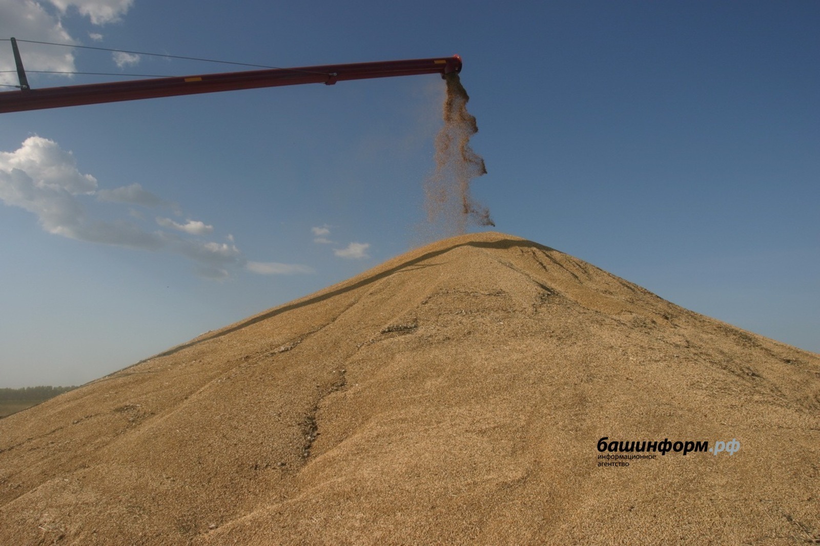 Башкирская пшеница уходит на экспорт: в Казахстан отправили тысячи тонн