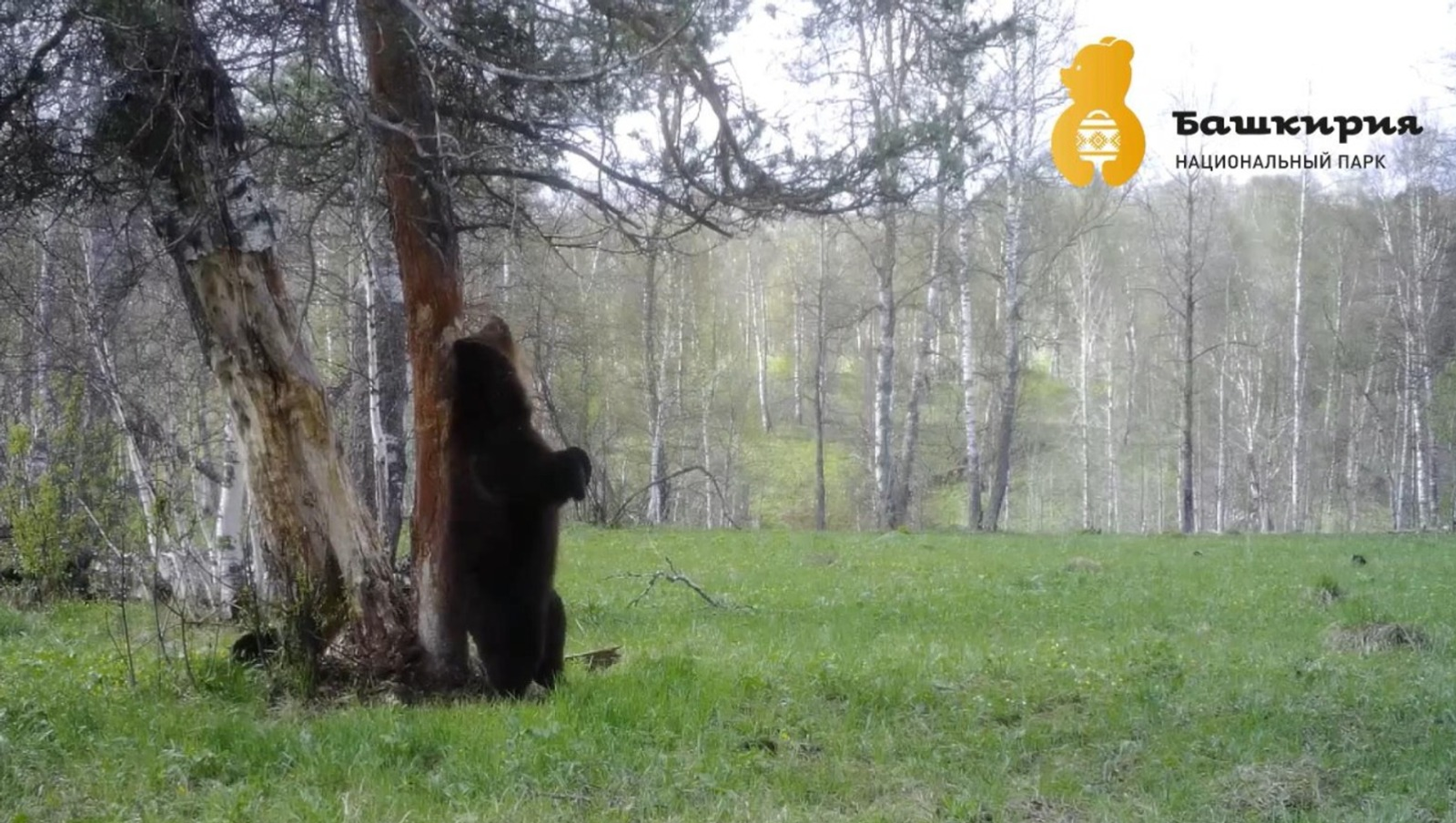 Жителям и гостям Башкирии следует быть осторожными в лесах