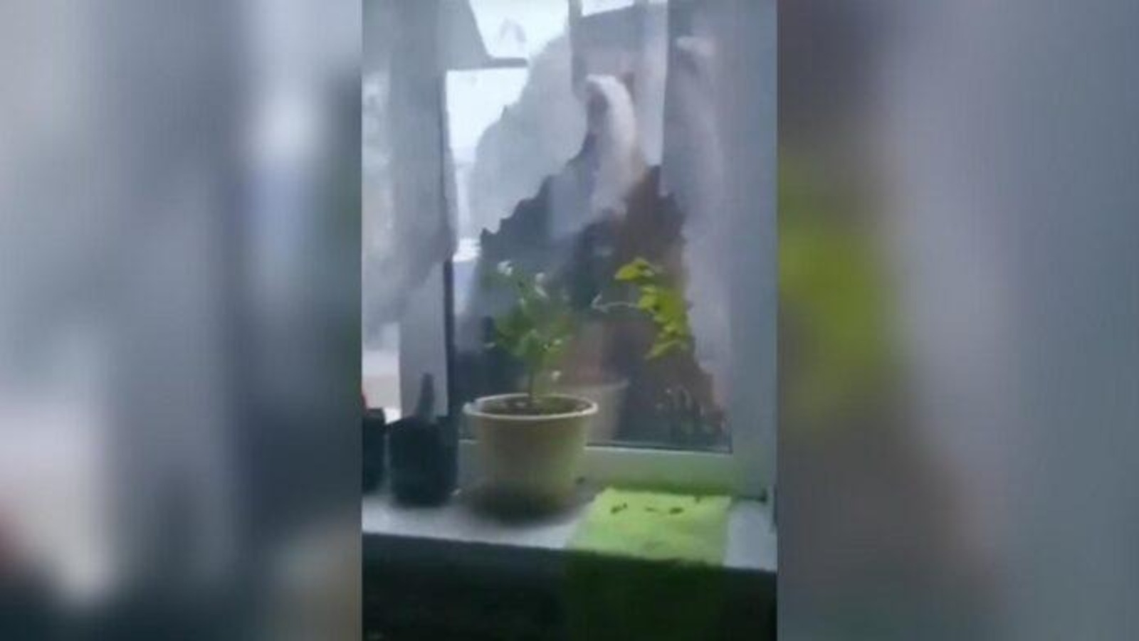 В Башкирии медведь заглянул в окно дома женщины