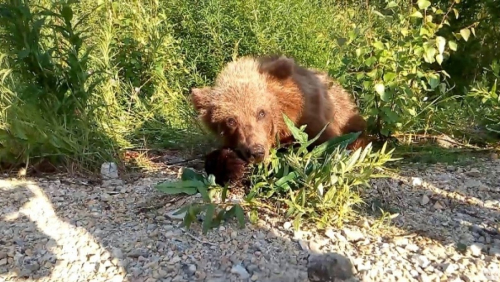 Охота на медведя: в Башкирии проводится жеребьёвка