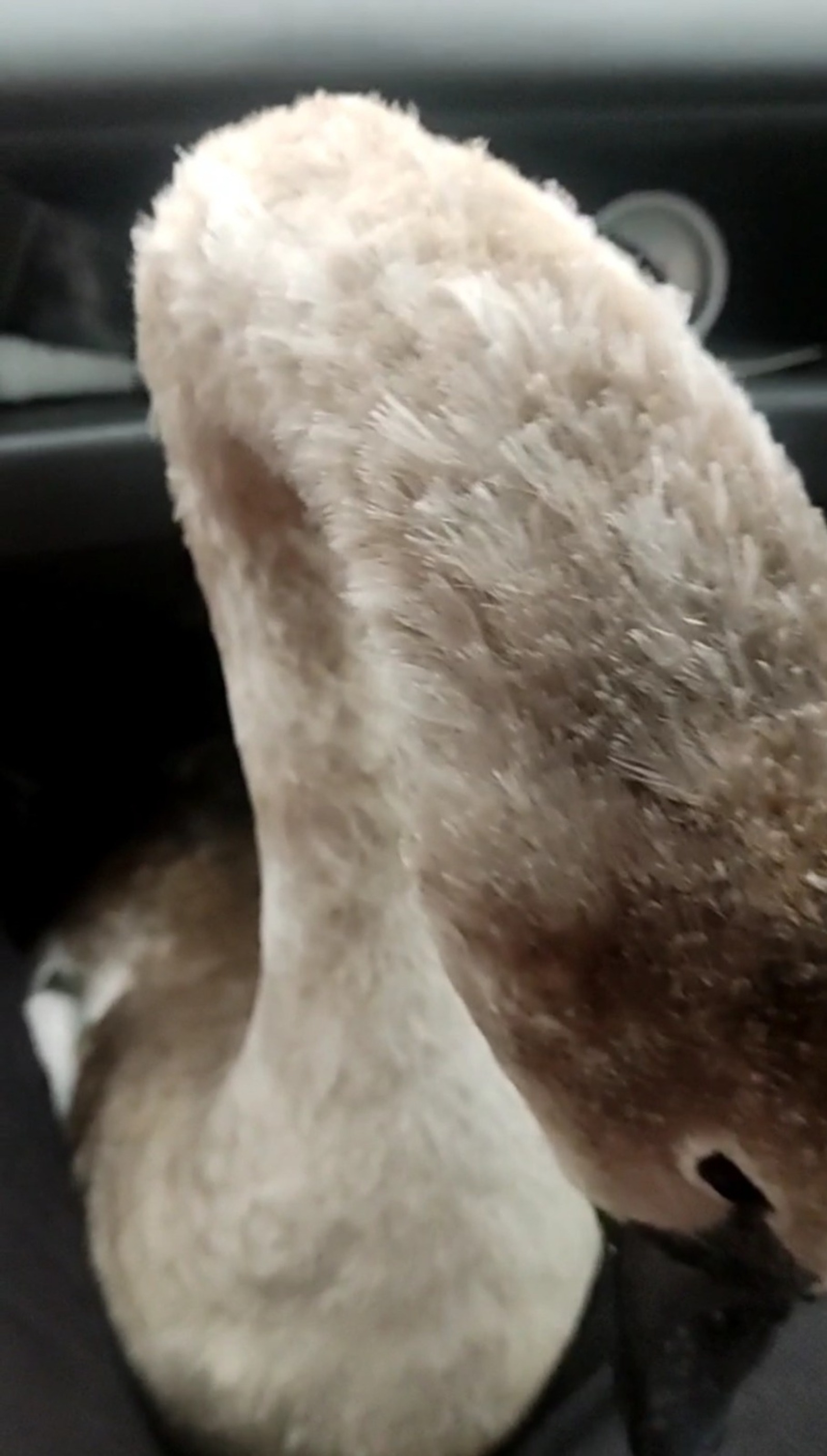 Необычная находка в Башкирии: лебедь без крыльев оказался в центре спасения