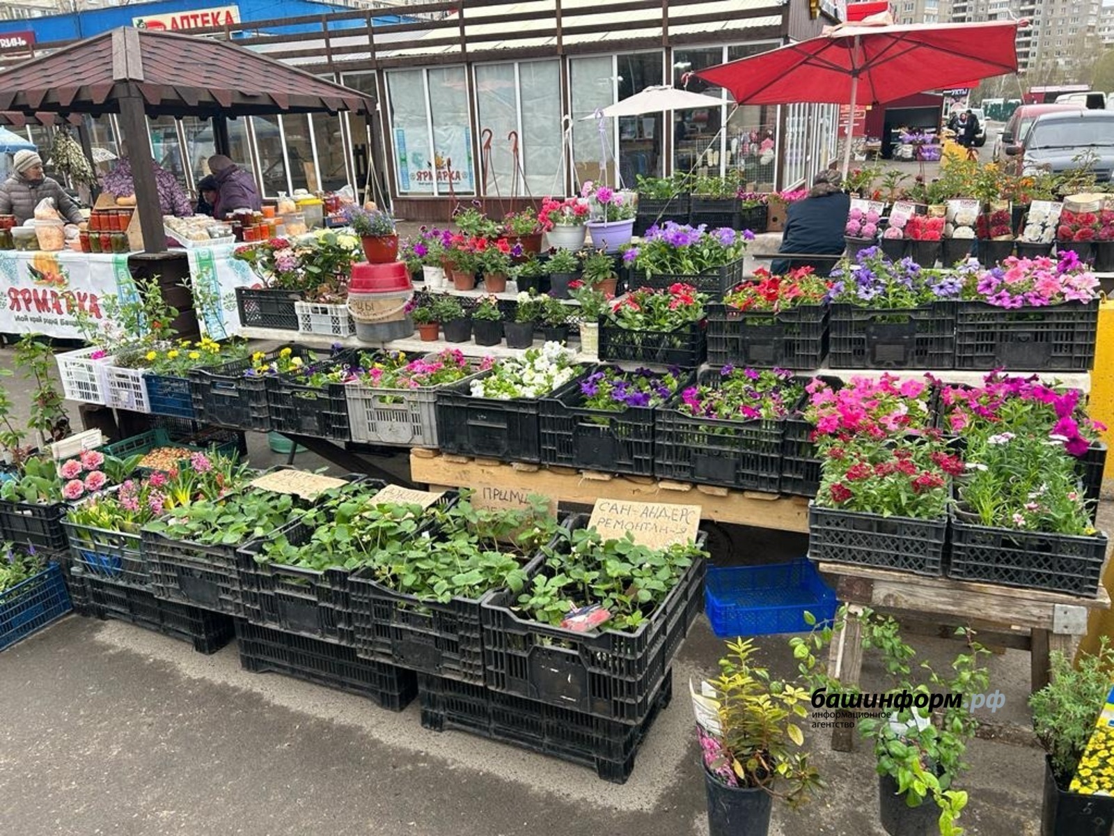 Февральская магия: идеальный день для рассады уже близко