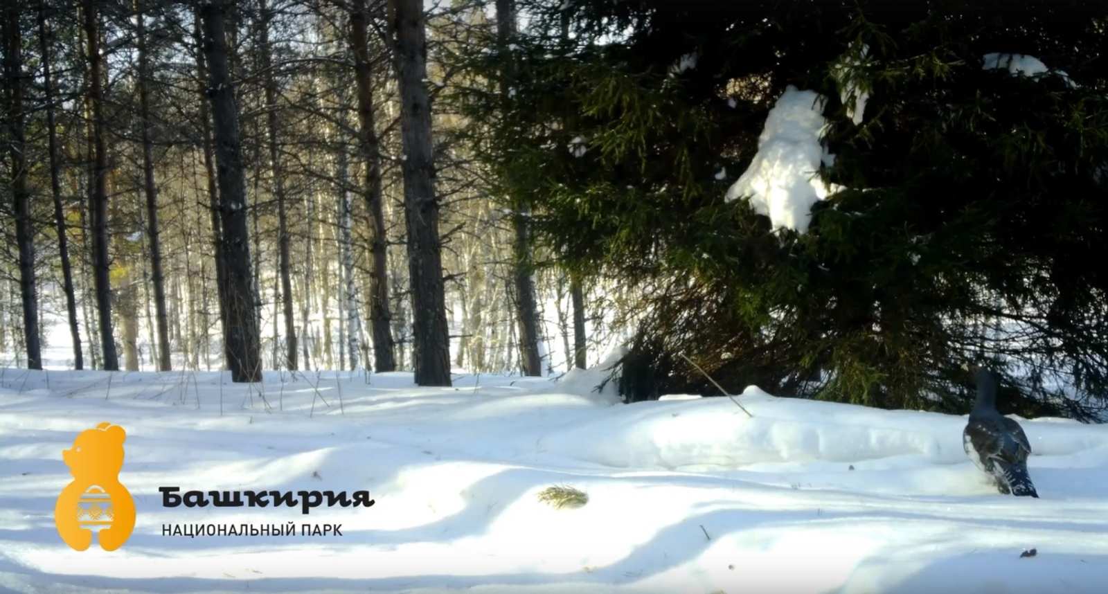 Глухари открывают весну в Башкирии