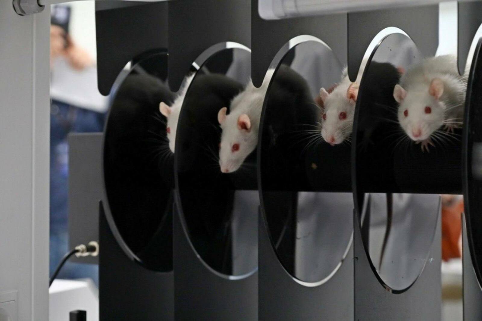 В Межвузовском кампусе продолжается разработка антидепрессанта