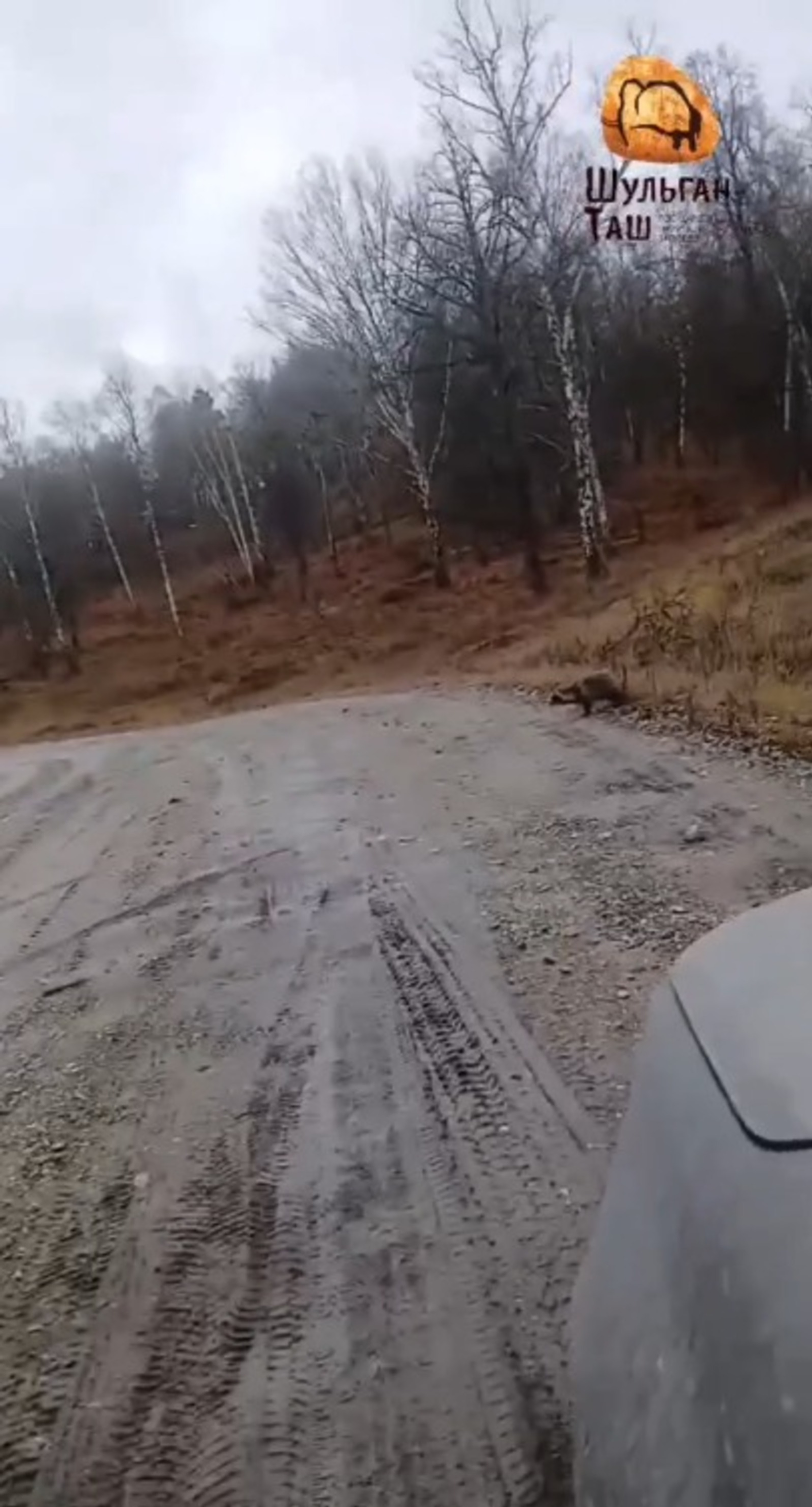 Редкий зверь: в Башкирии жители встретили енотовидную собаку