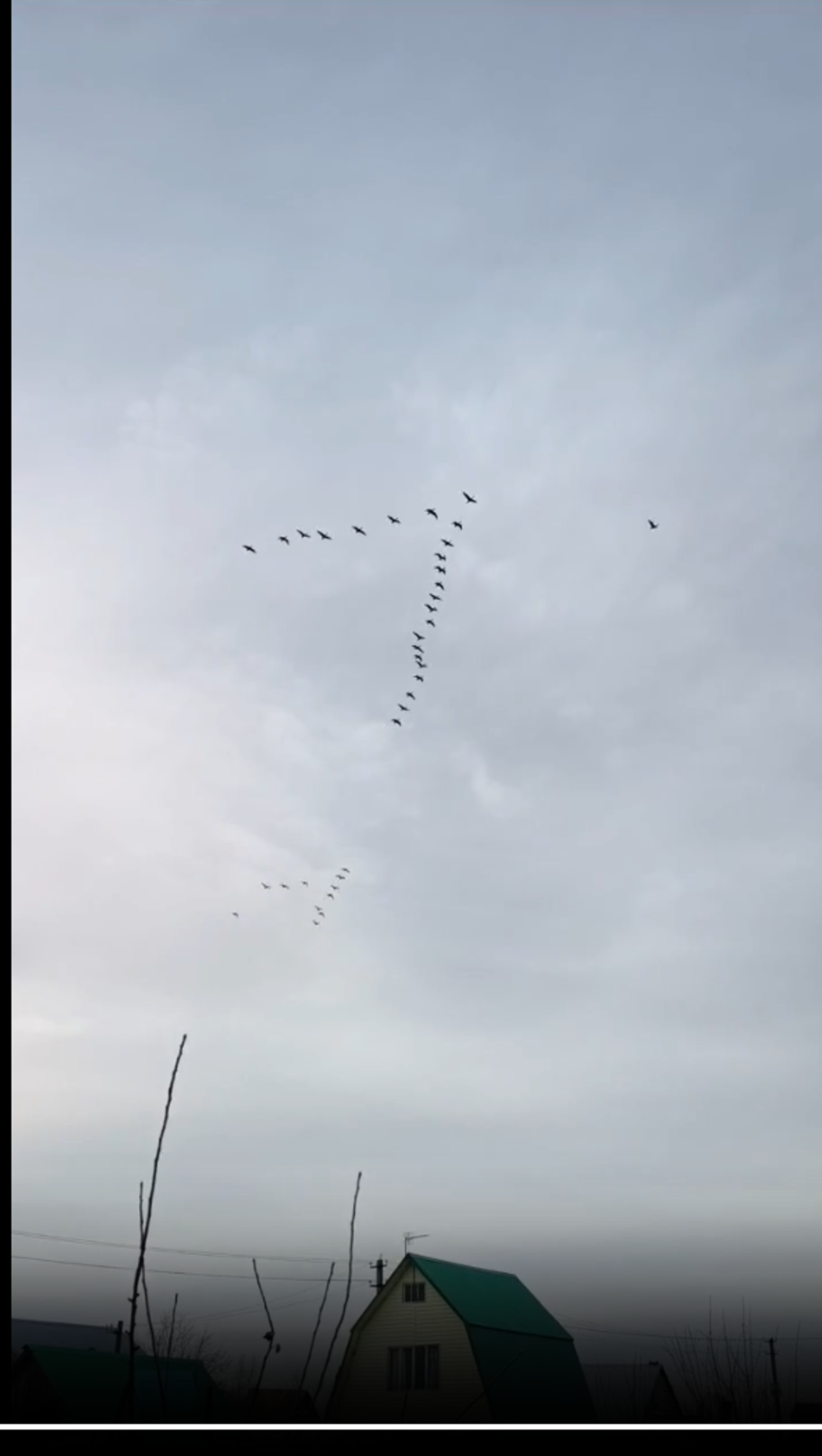 Возвращение диких гусей в Башкирию: природное явление в Уфимском районе