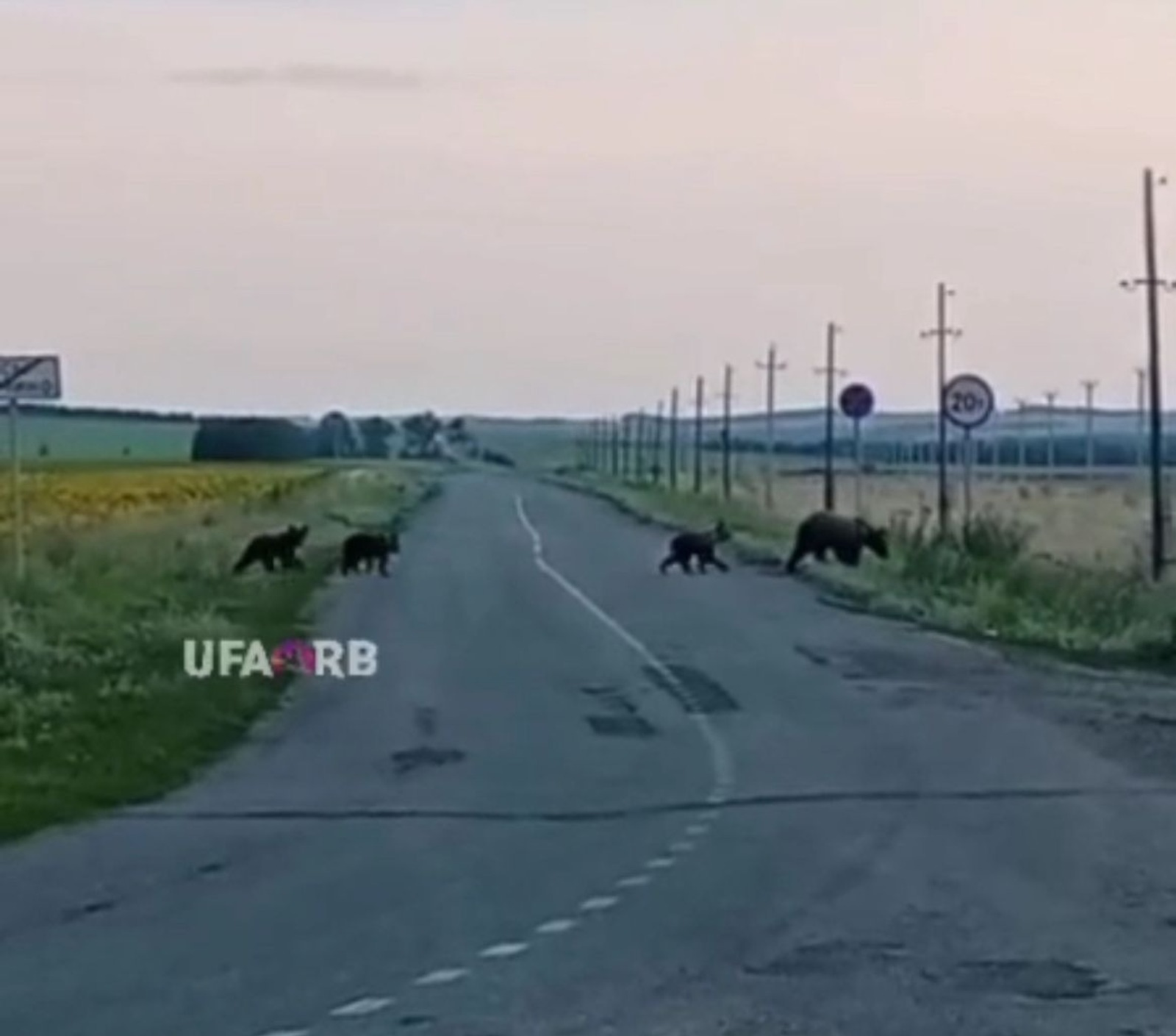 Медвежья семья вышла к людям в Башкирии