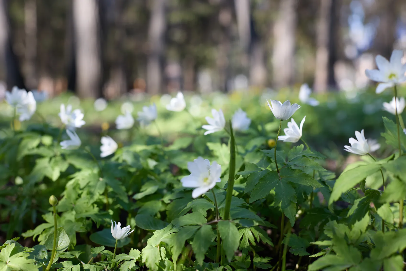 Какой будет погода в мае в Башкирии