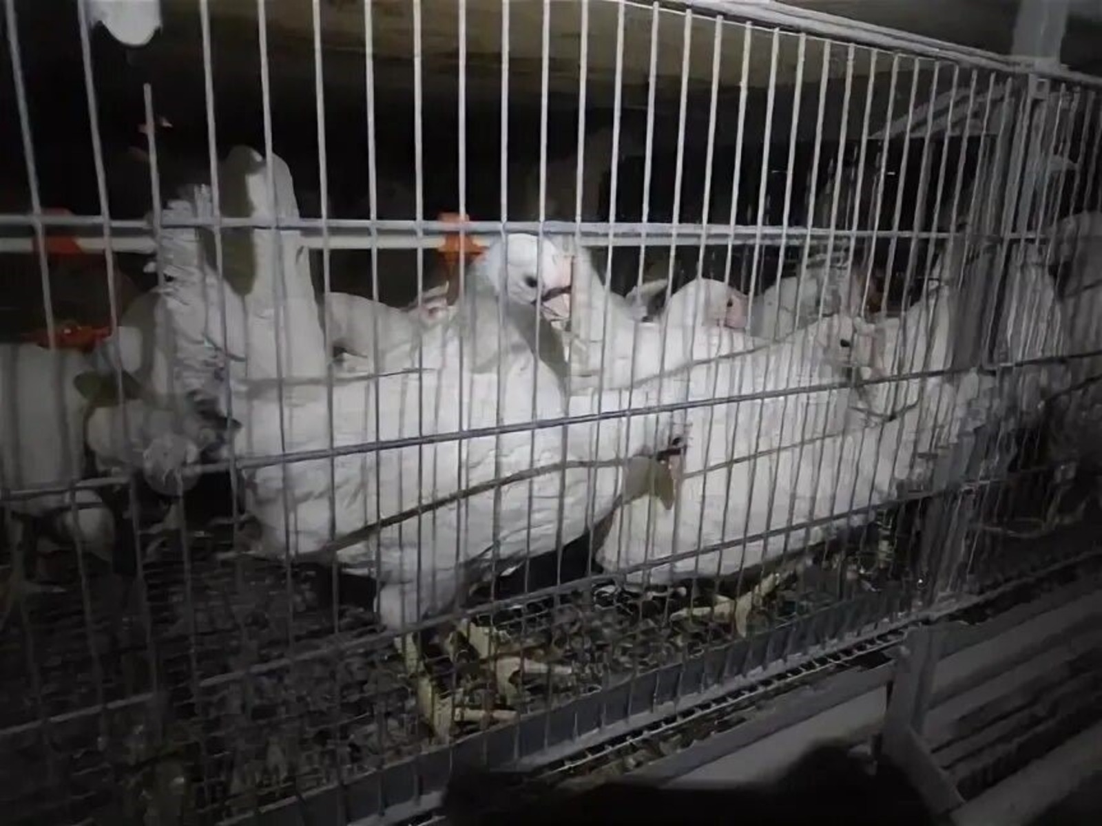 Башкирские куры отправились в Казахстан раньше срока