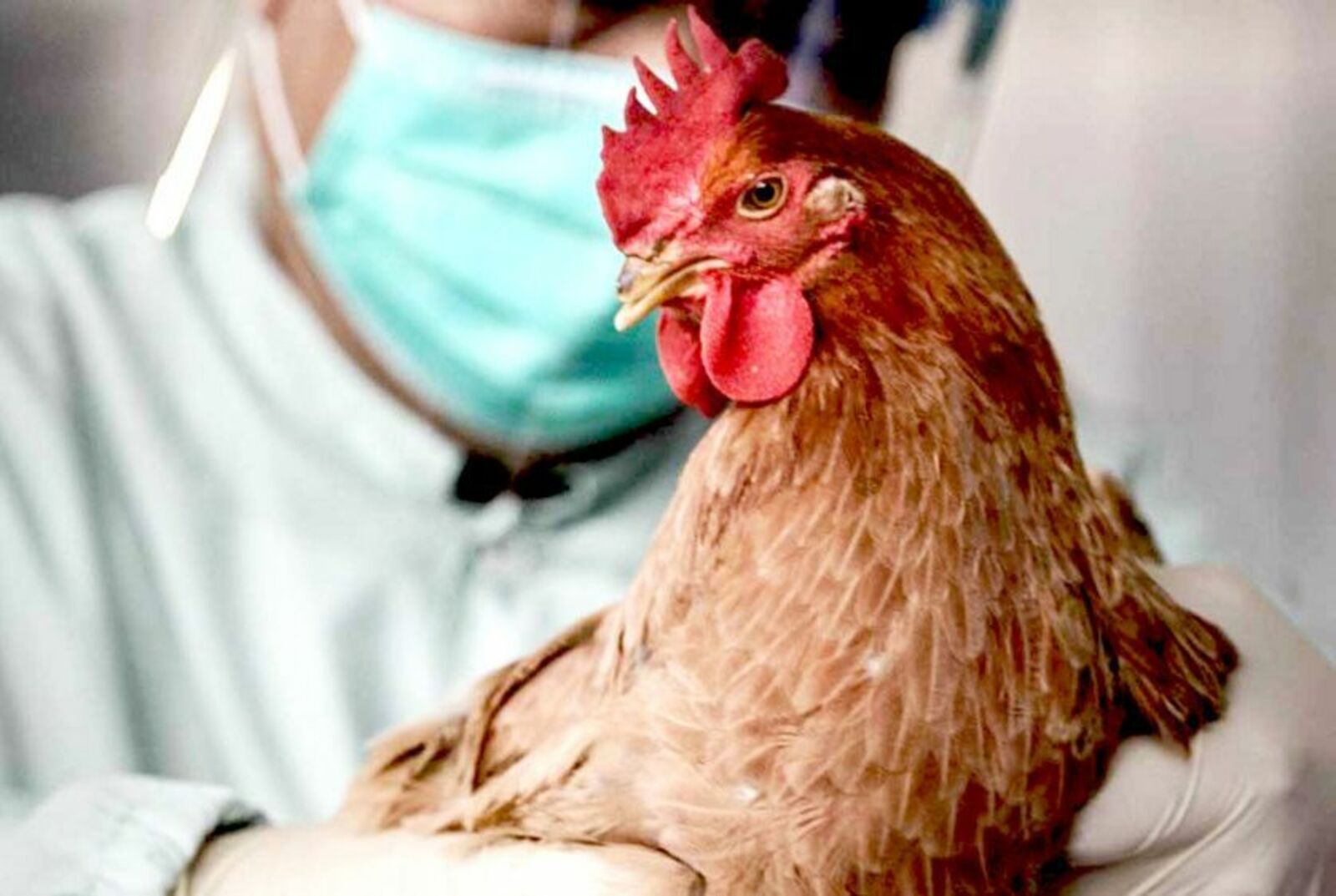 В Башкирии свирепствует птичий грипп