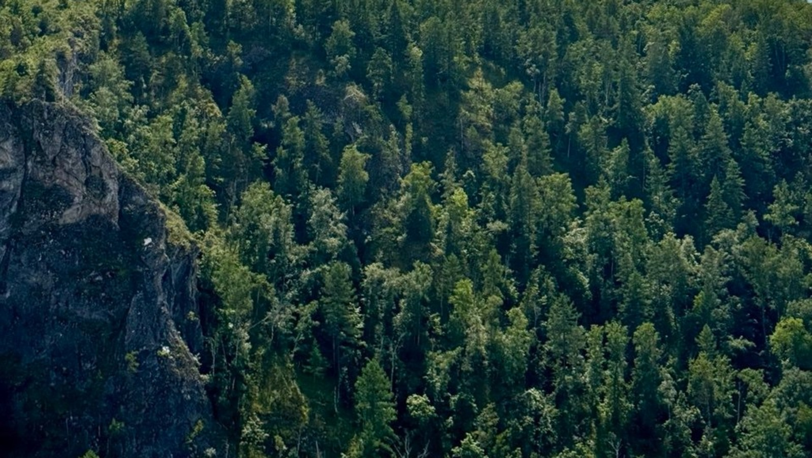 Башкирию атакуют клещи