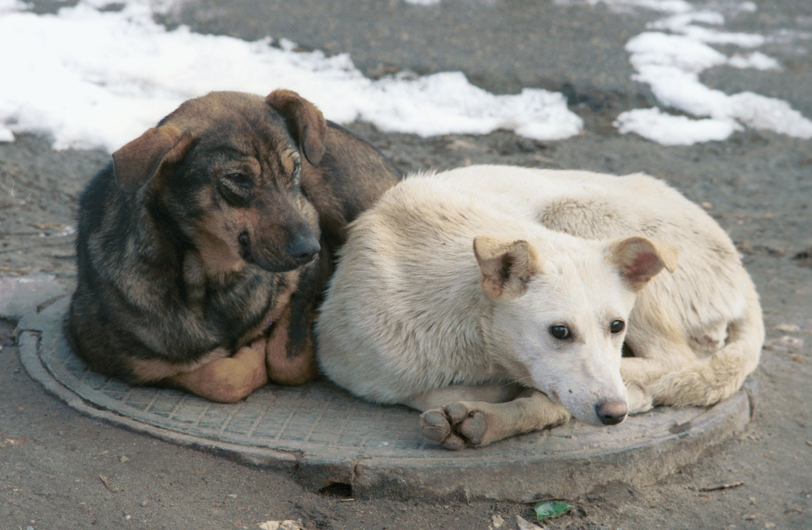 В городе бездомные собаки