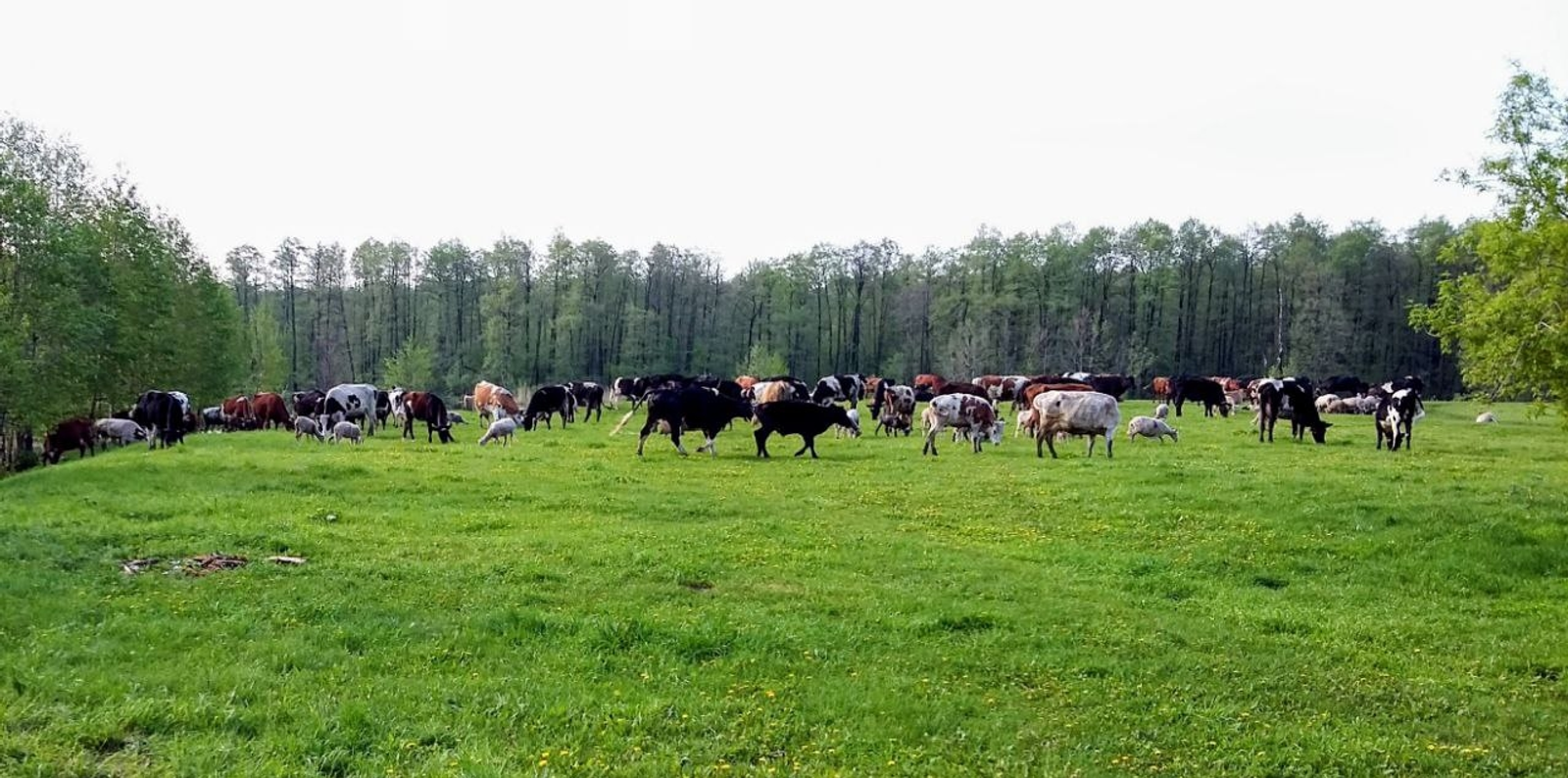 Кошелёк с деньгами в желудке коровы: необычная находка в Башкирии