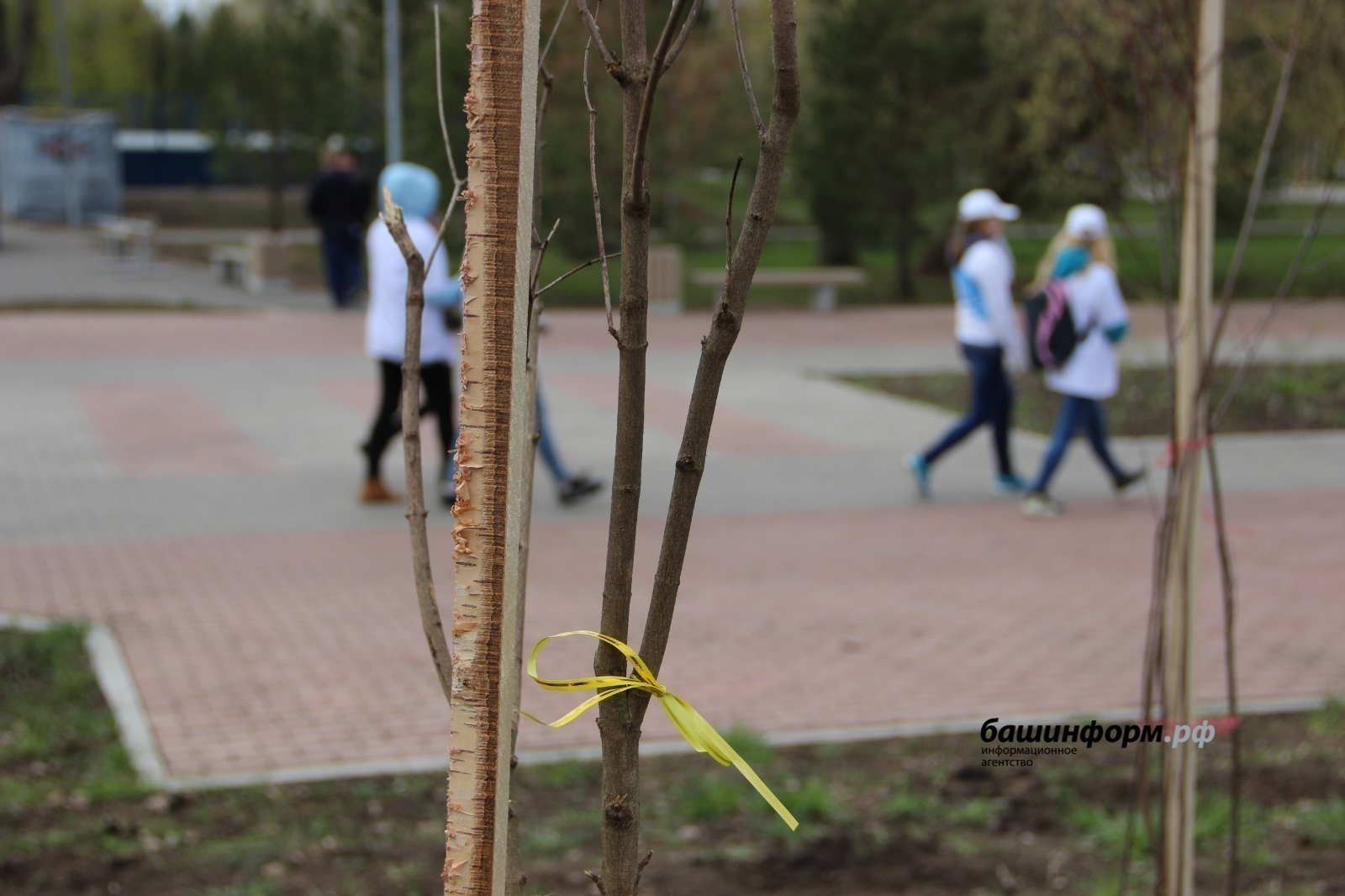 Башкирия вошла в десятку лидеров по высадке деревьев в рамках акции «Сад Памяти»