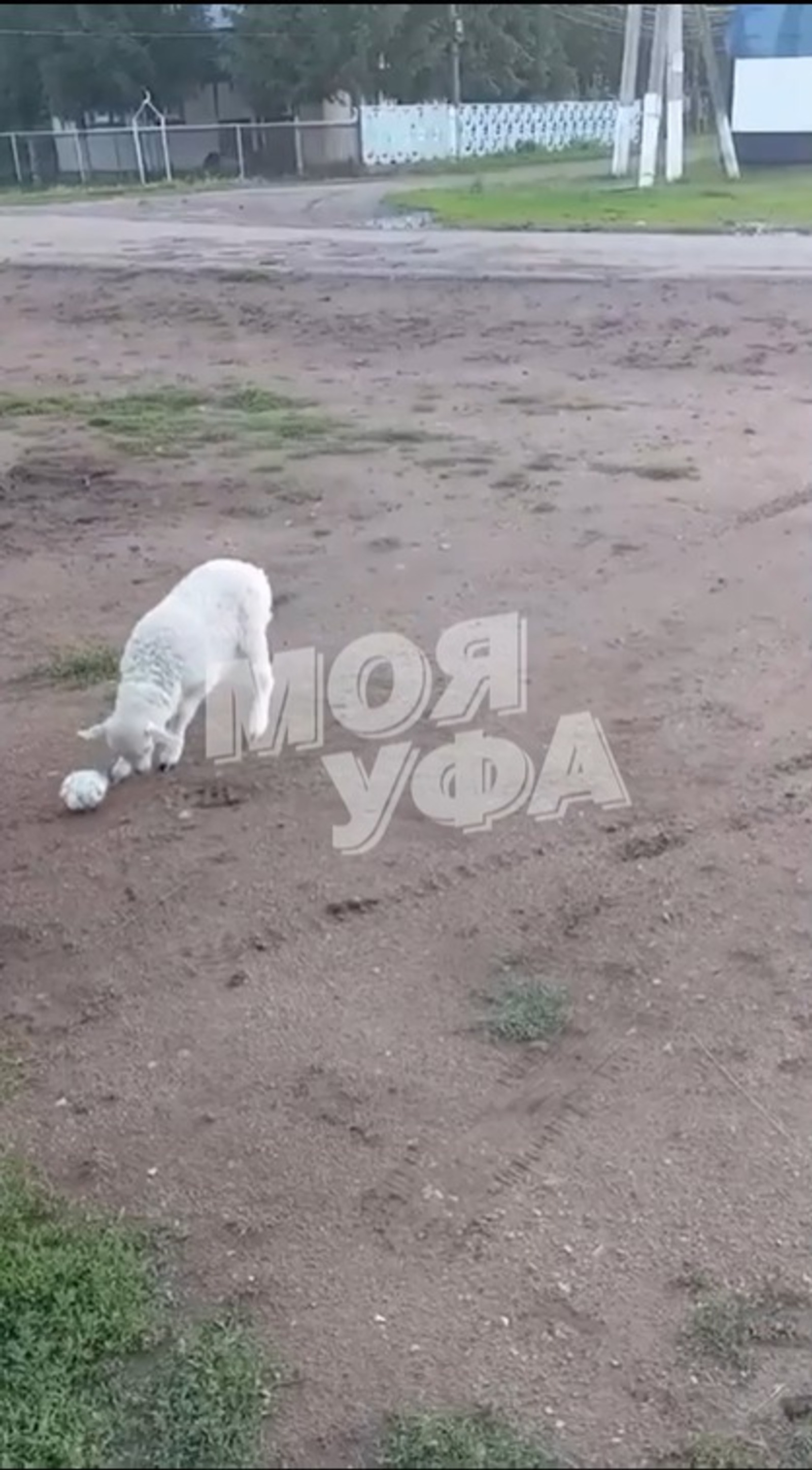 Мальчик из Башкирии научил ягненка играть в футбол