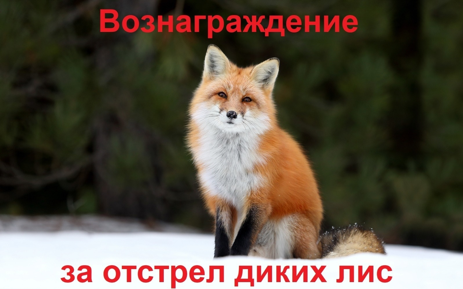 В одном из районов Башкирии пообещали заплатить охотникам за отстрел лис