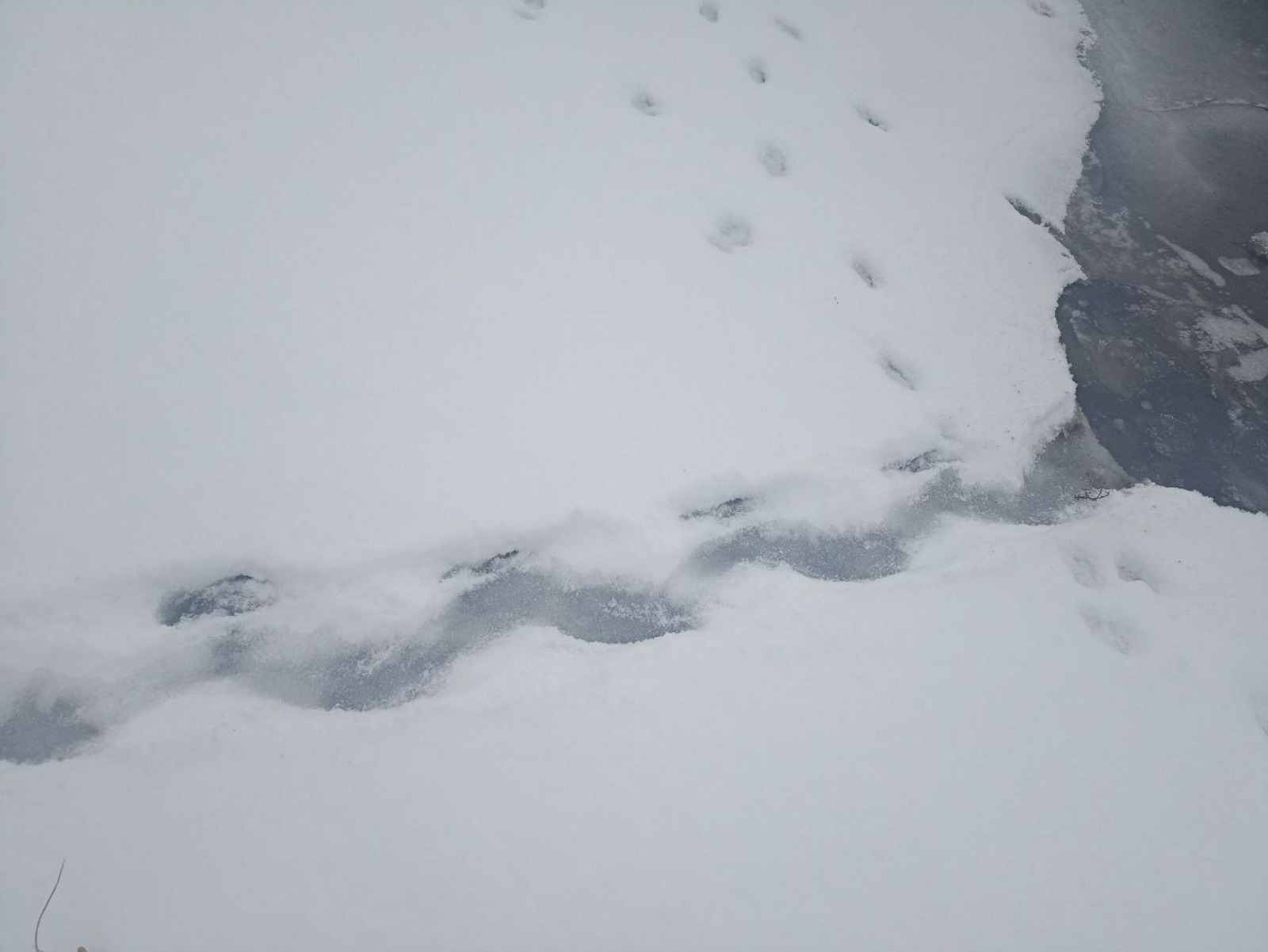 Кто скользит по снегу? На берегах рек Башкирии нашли странные отпечатки