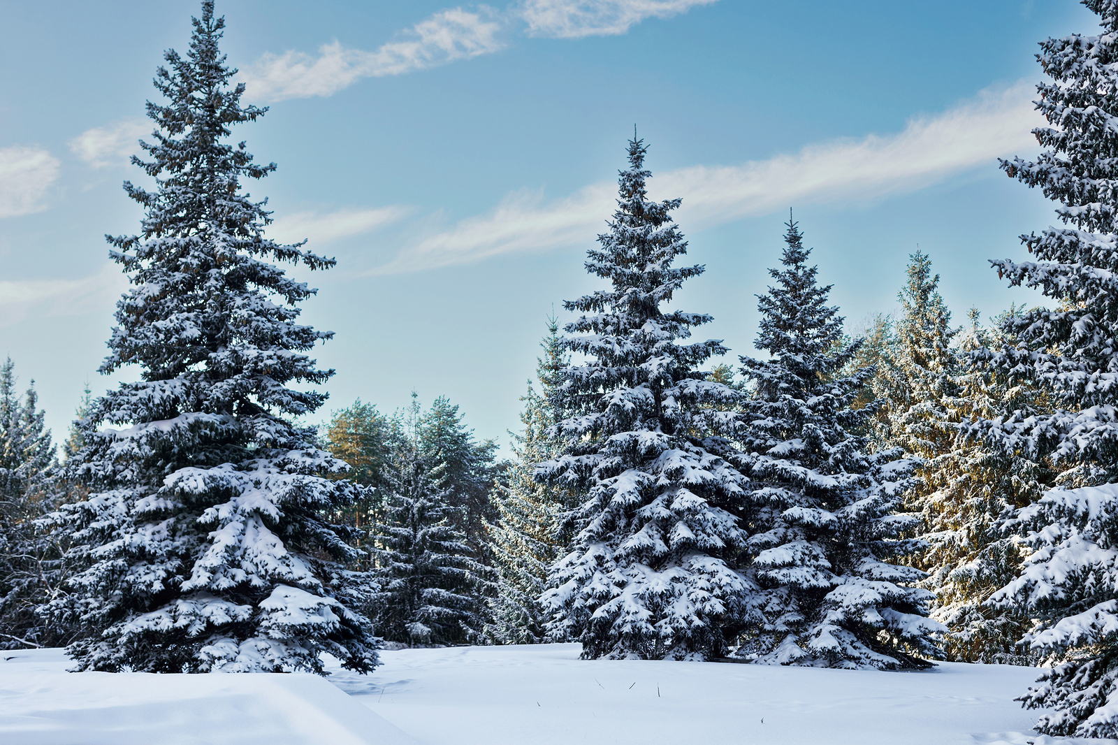 Опасный лес в Башкирии: теряются взрослые и дети